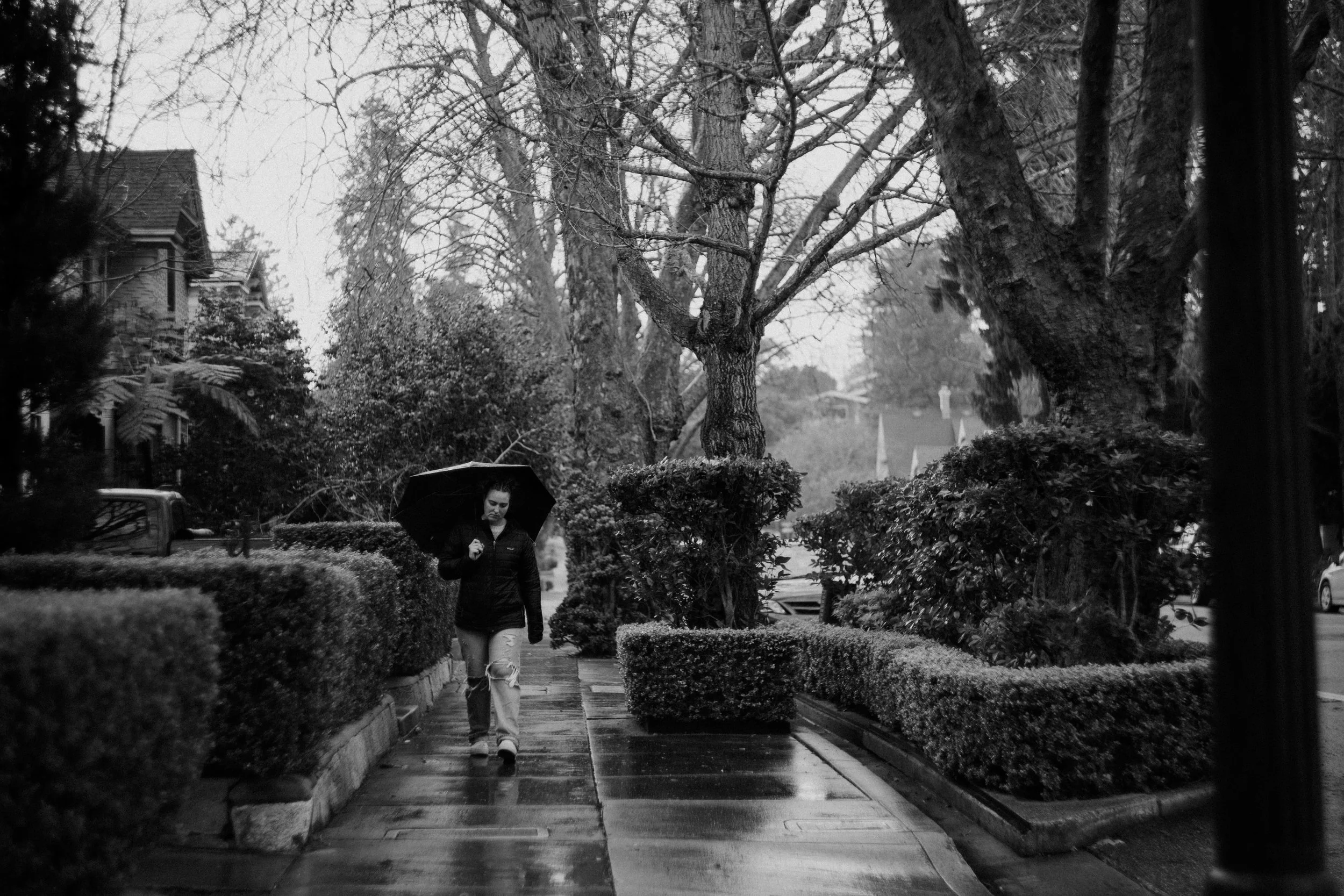 A person walking on a wet sidewalk with an umbrella in a neighborhood on a rainy day, surrounded by trees and bushes. Photo by Vincent Prograce