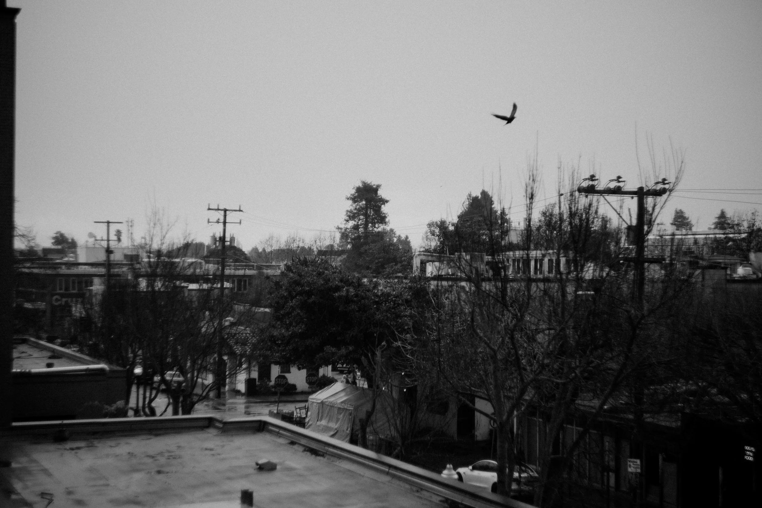 Black and white photo of a cityscape with trees, power lines, and buildings, a bird flying in the sky, and a tent on the street below. Photo by Vincent Prograce