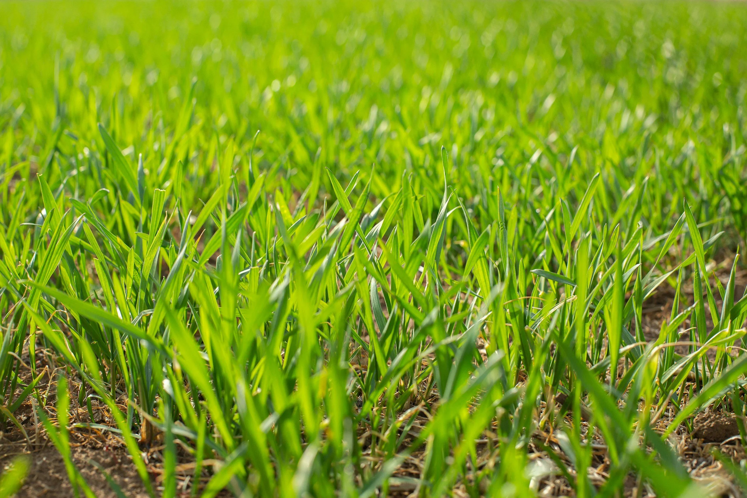 YardKind lawn care aeration services in Indianapolis