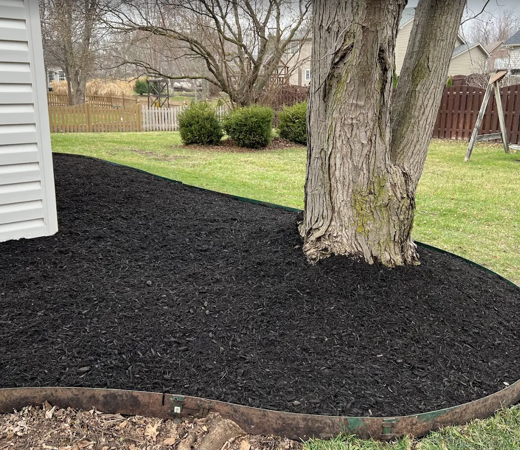 A backyard with a tree, a grassy lawn, a wooden fence, and fresh black mulch around the tree.