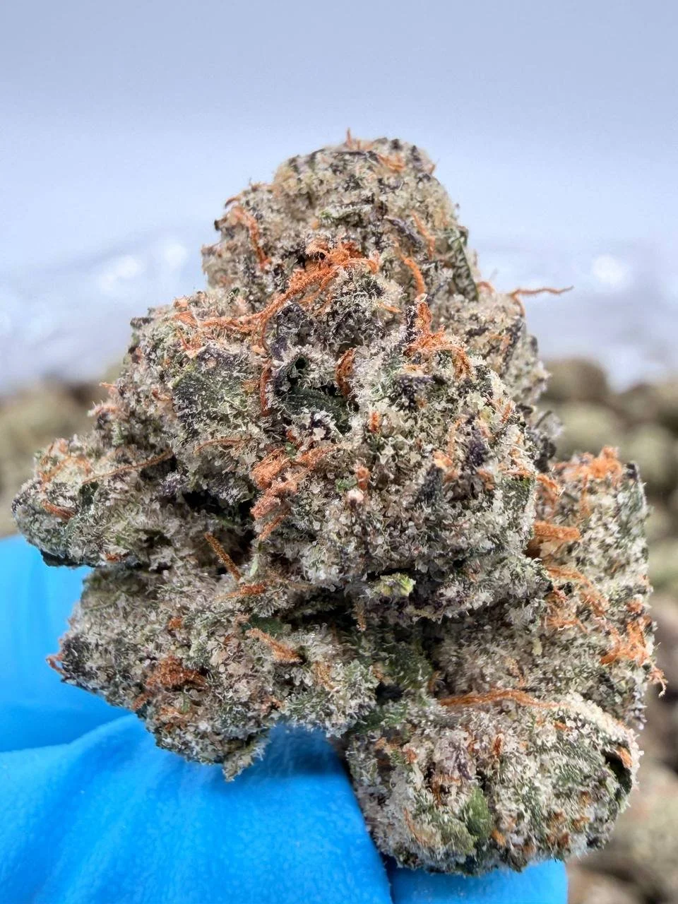 BUBBLEGUM GELATO