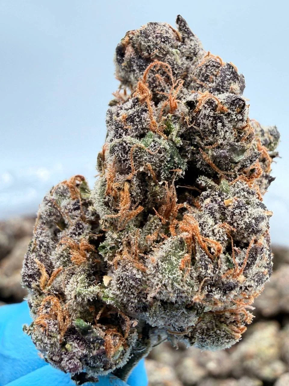 COCO RUNTZ