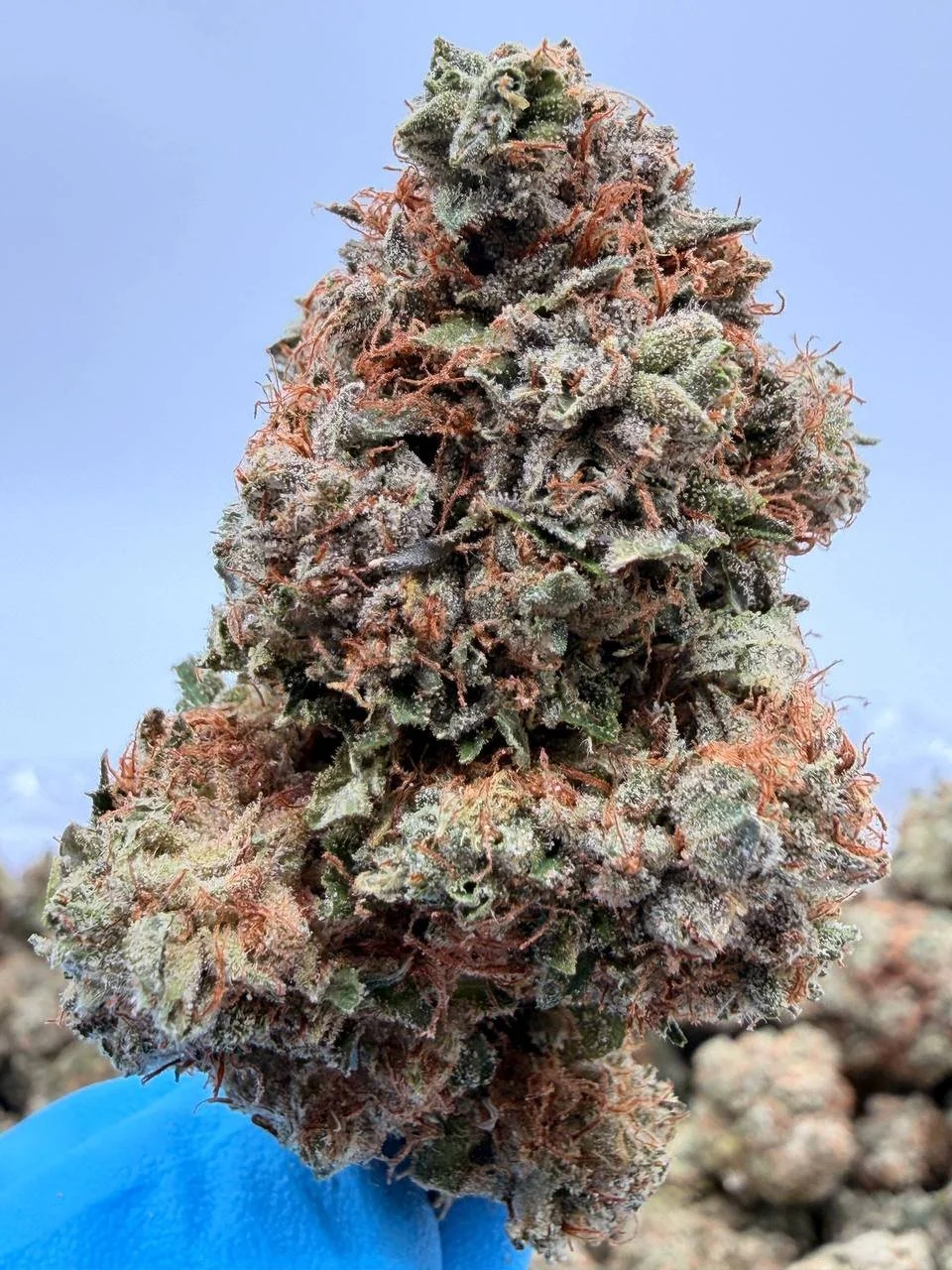 SKYWALKER OG