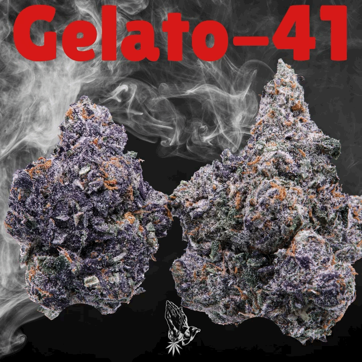 GELATO 41