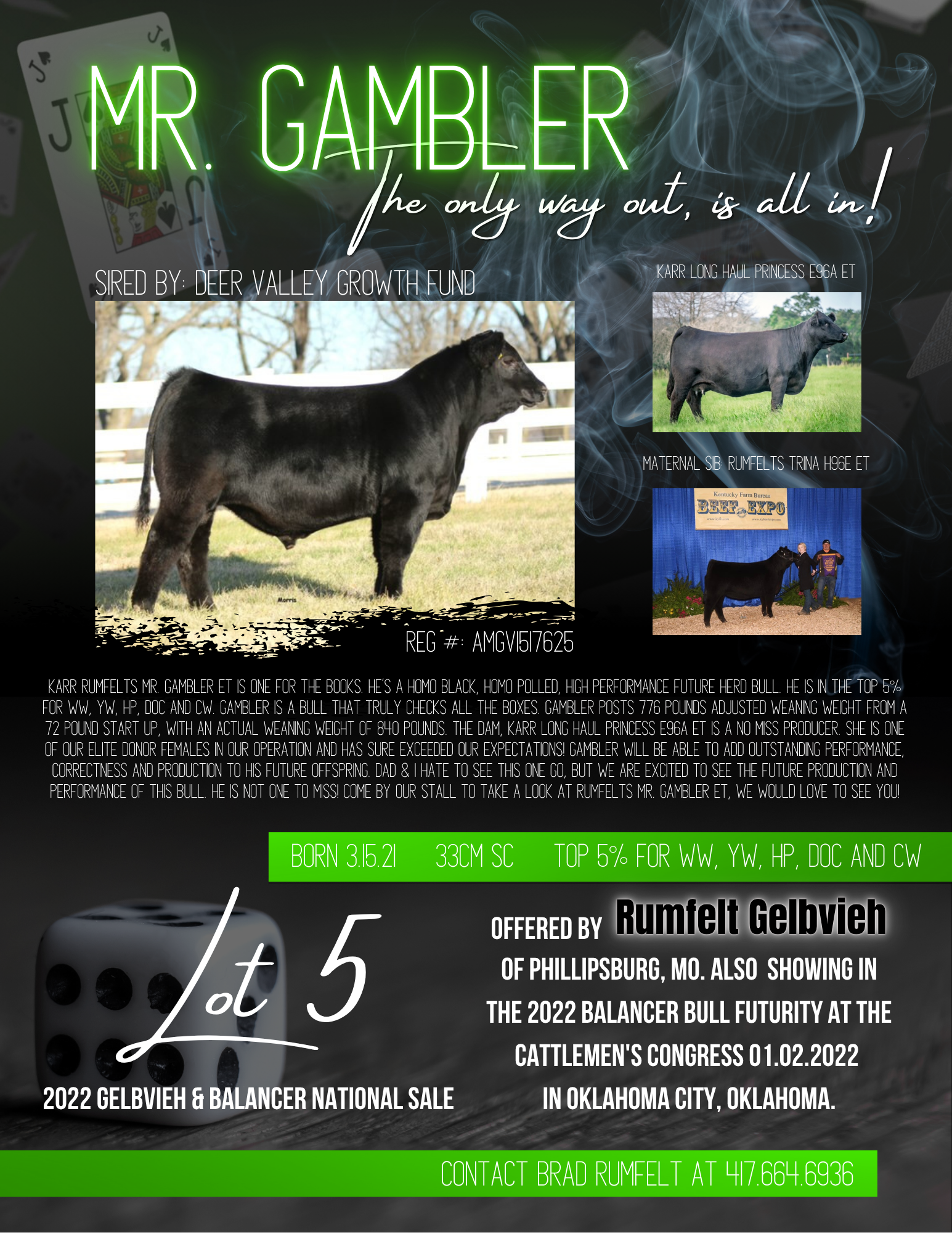 A promotional poster for a bull named Mr. Gambler with photos, breed details, and sale information. The poster features images of the bull, a neon green title, and various sections of text about the bull's background and sale event.