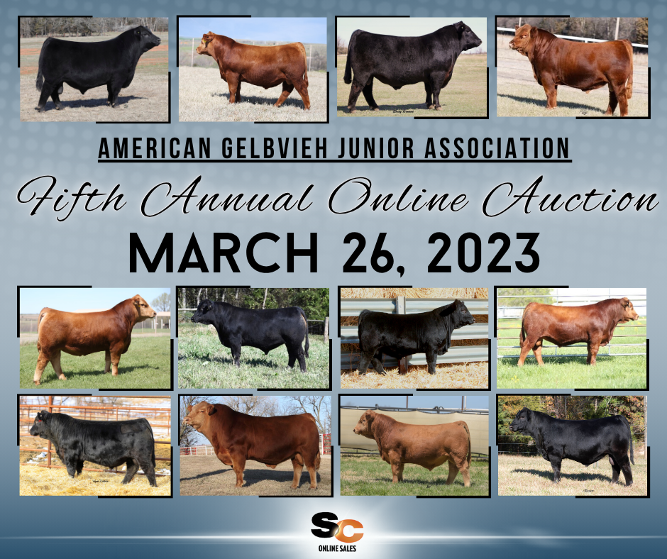 Collage of various young Angus and other beef cattle in different colors and environments, with text announcing the American Gelbvieh Junior Association's Fifth Annual Online Auction on March 26, 2023.