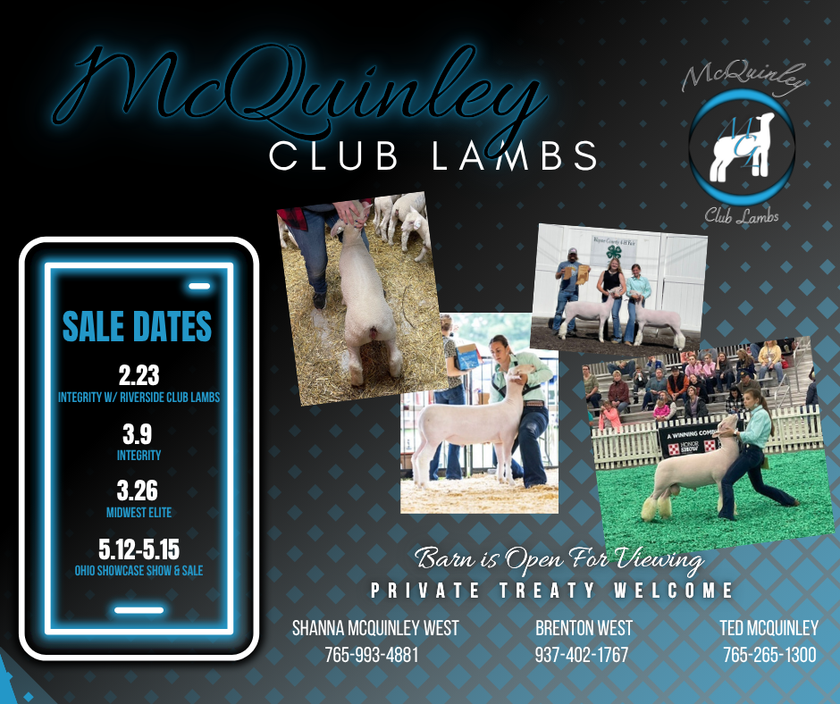 Promotional flyer for McQuinley Club Lambs featuring images of lambs and their handlers, sale dates, contact information, and events details for the barn and show activities.