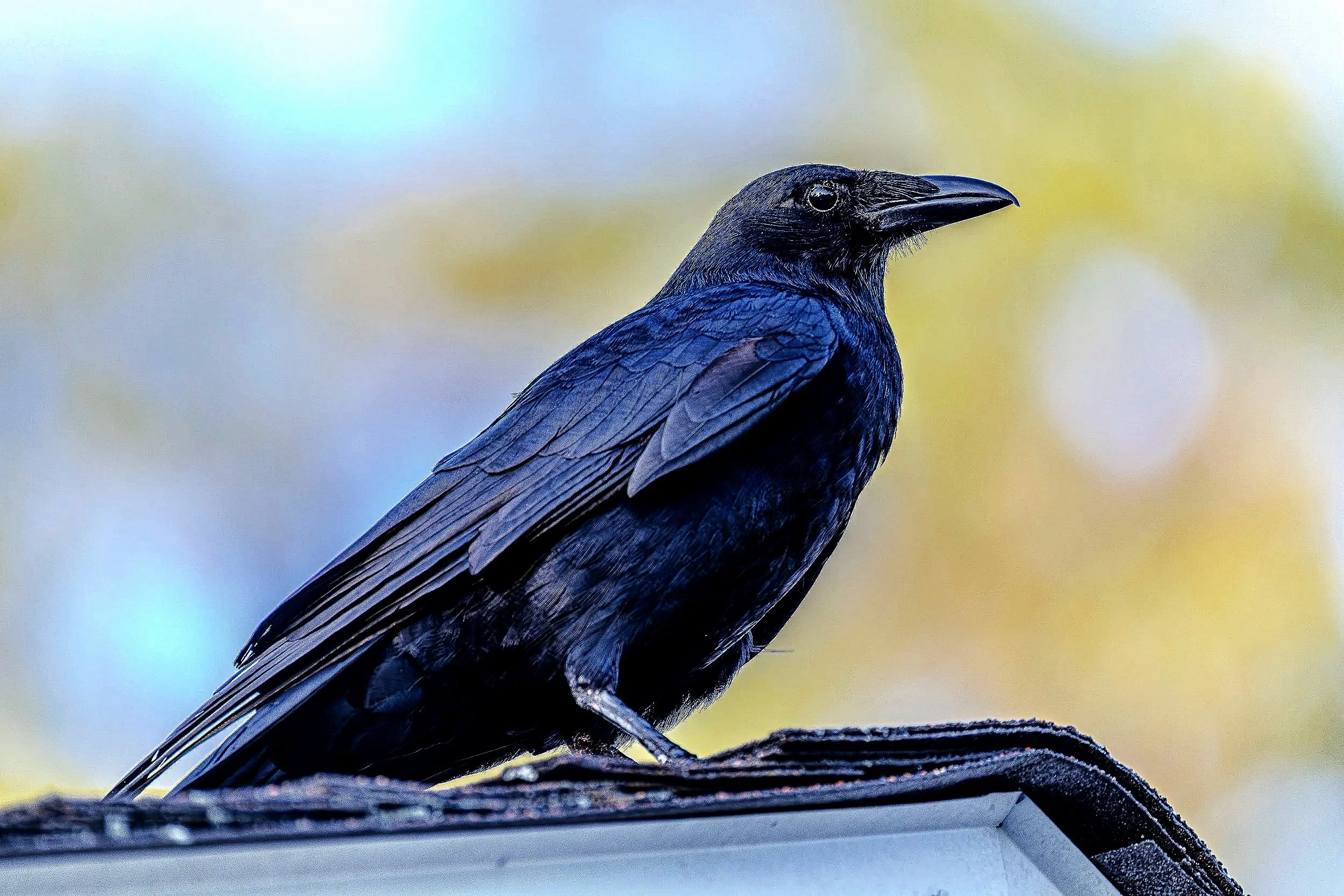 Crow.jpg