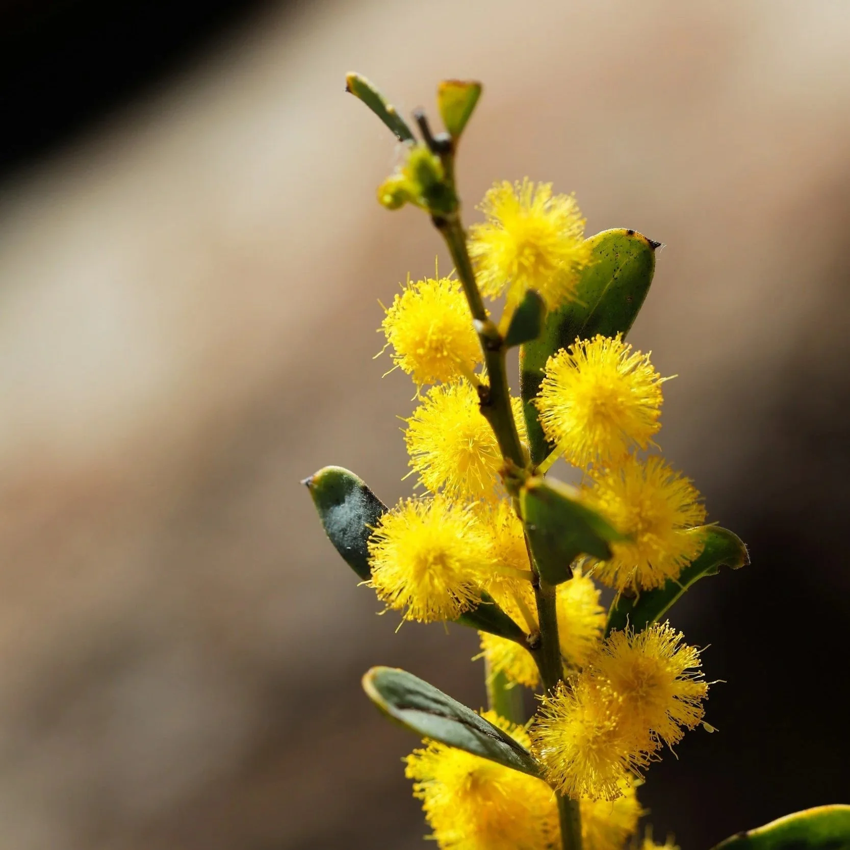 Acacia wattle in flower.BAM accredited ecological consultant undertaking a flora and fauna survey for a development site in the Central Coast, Sydney & Hunter Region (NSW).  Ecological Assessment Report (EAR), and Flora and Fauna Assessments (FFA).