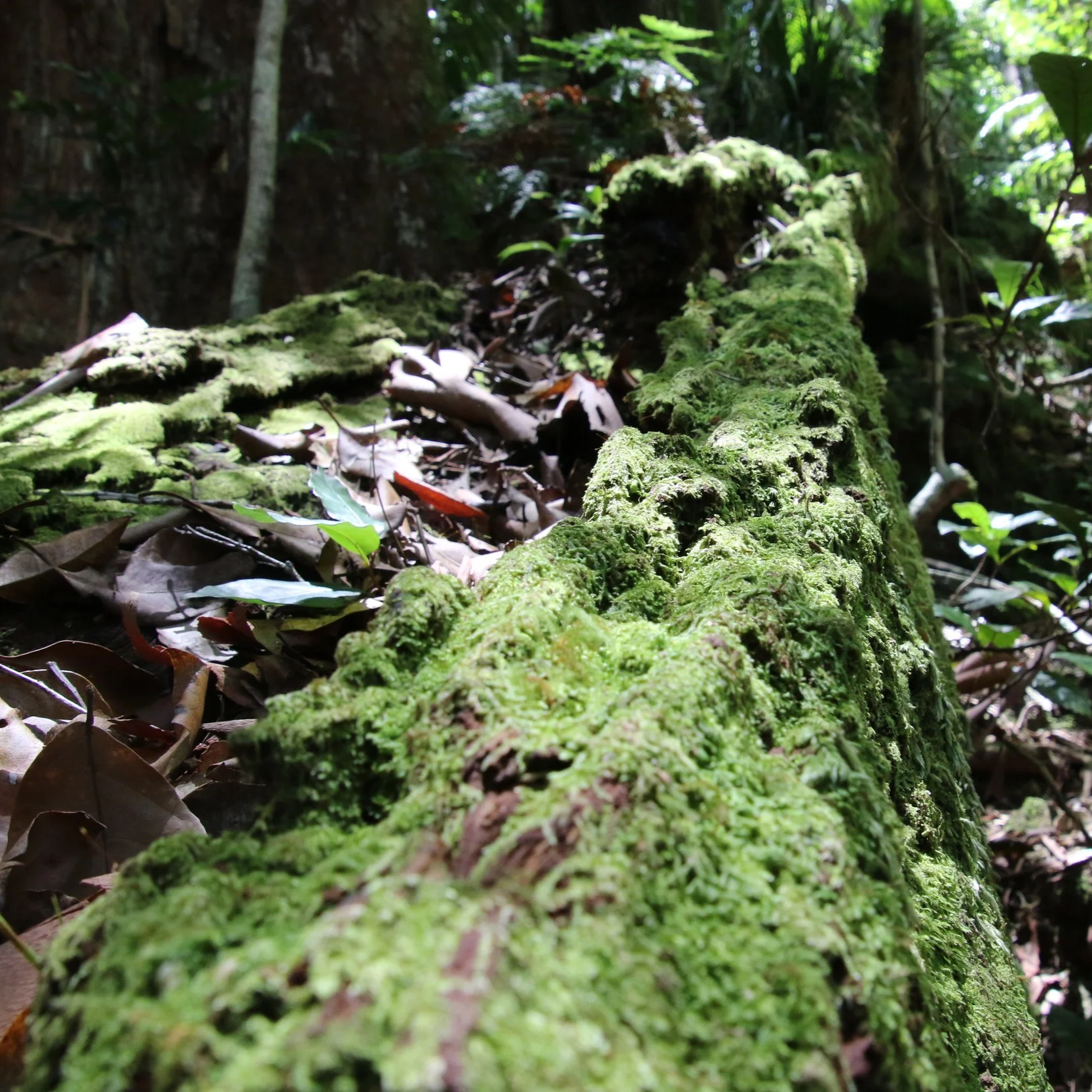 Habitat assessment conducted by an accredited ecological consultant. Ecological Consultant Servicing the Central Coast, Sydney & Hunter Region.
