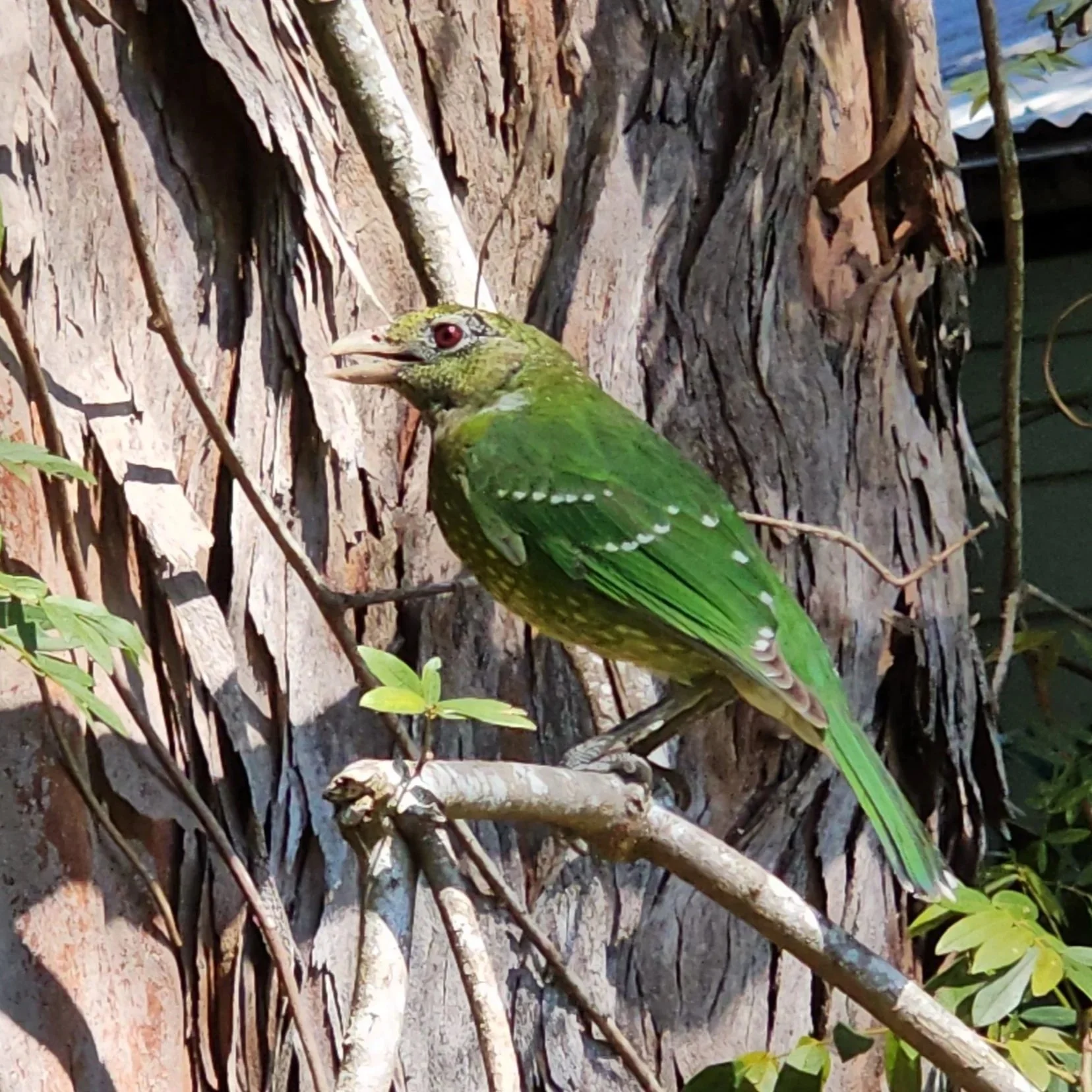Biodiversity management plan supporting planning approval - Central Coast, Sydney & Hunter Region (NSW).