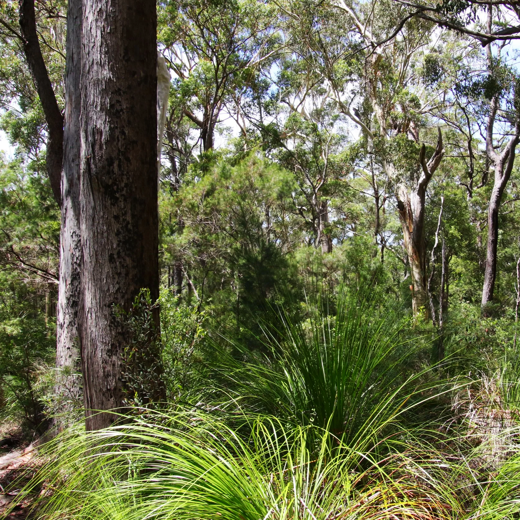 Vegetation & Habitat Mapping - GIS mapping and ecological data analysis for development projects.