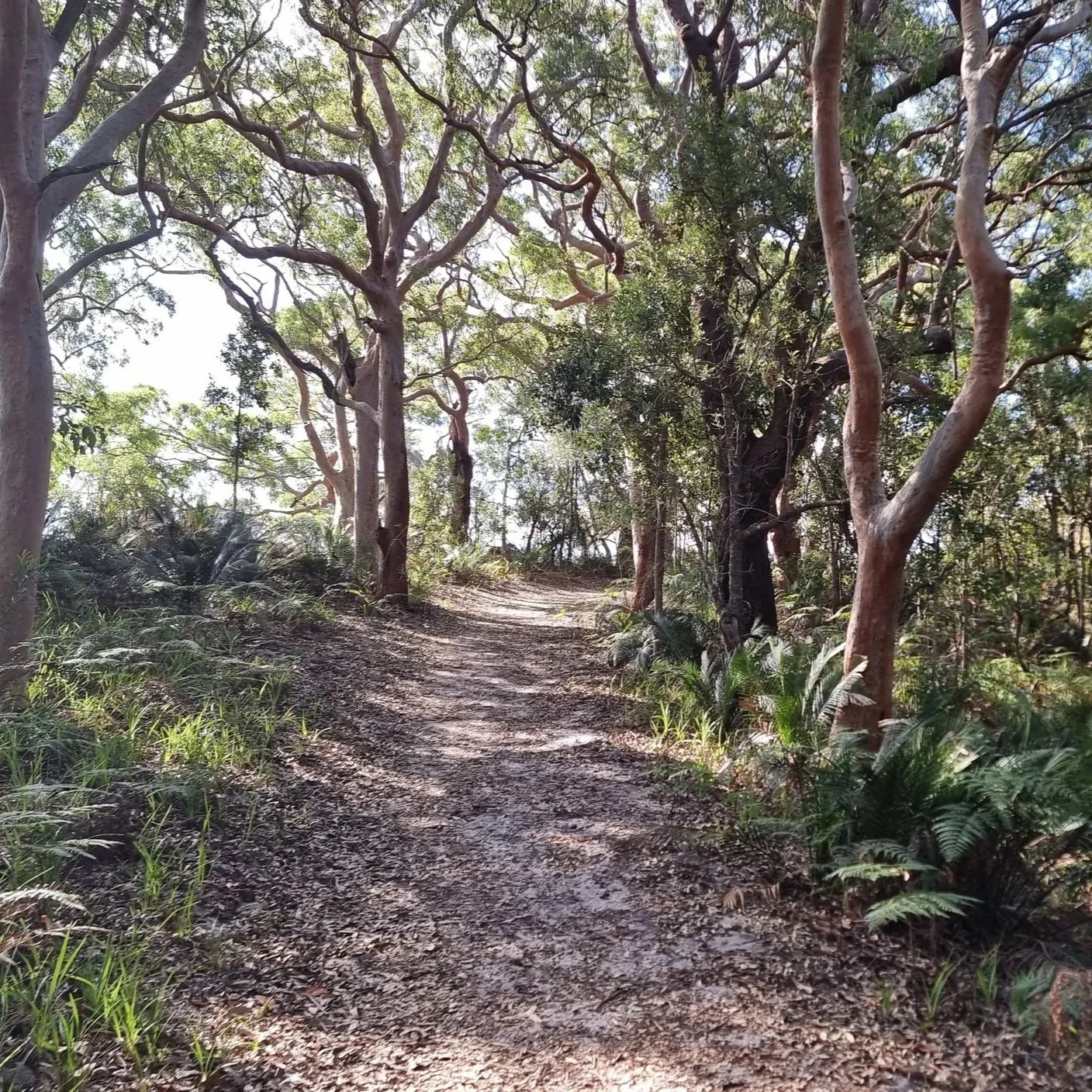 Site-specific Vegetation Management Plans (VMP) and Weed Management Plans (WMP) by an ecological consultant in the Central Coast, Sydney & Hunter Region (NSW).