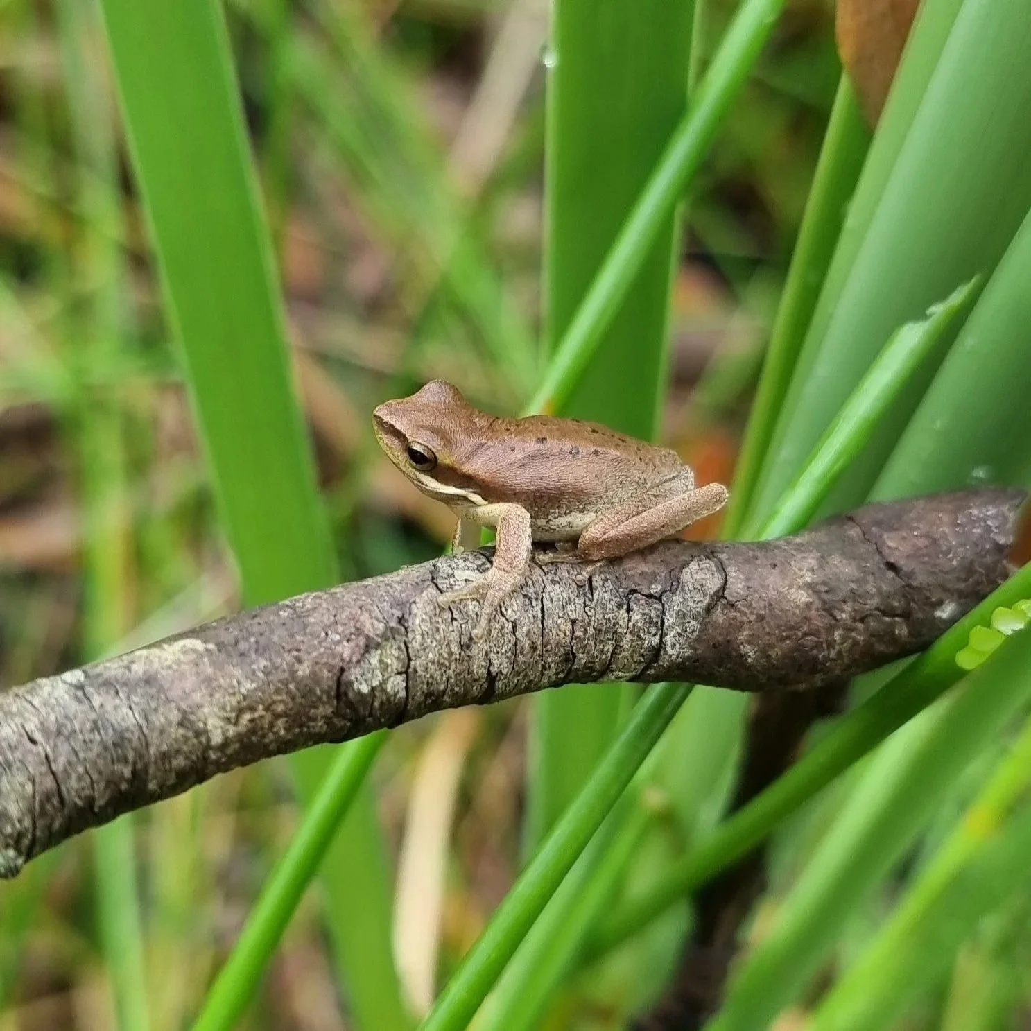 Eastern sedge Frog (Litoria Fallax). BAM accredited ecological consultant undertaking a Biodiversity assessment survey for a development site in the Central Coast, Sydney & Hunter Region (NSW). Biodiversity Development Assessment Reports (BDAR)
