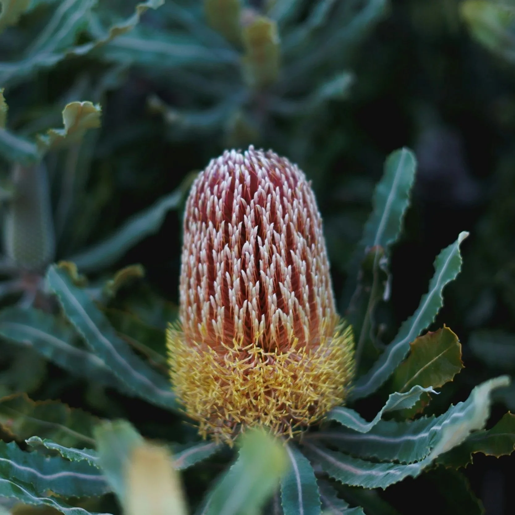 Banksia serrata flower. BAM accredited ecological consultant - Biodiversity assessment and environmental planning services NSW.  Test of Significance (5-Part Test)