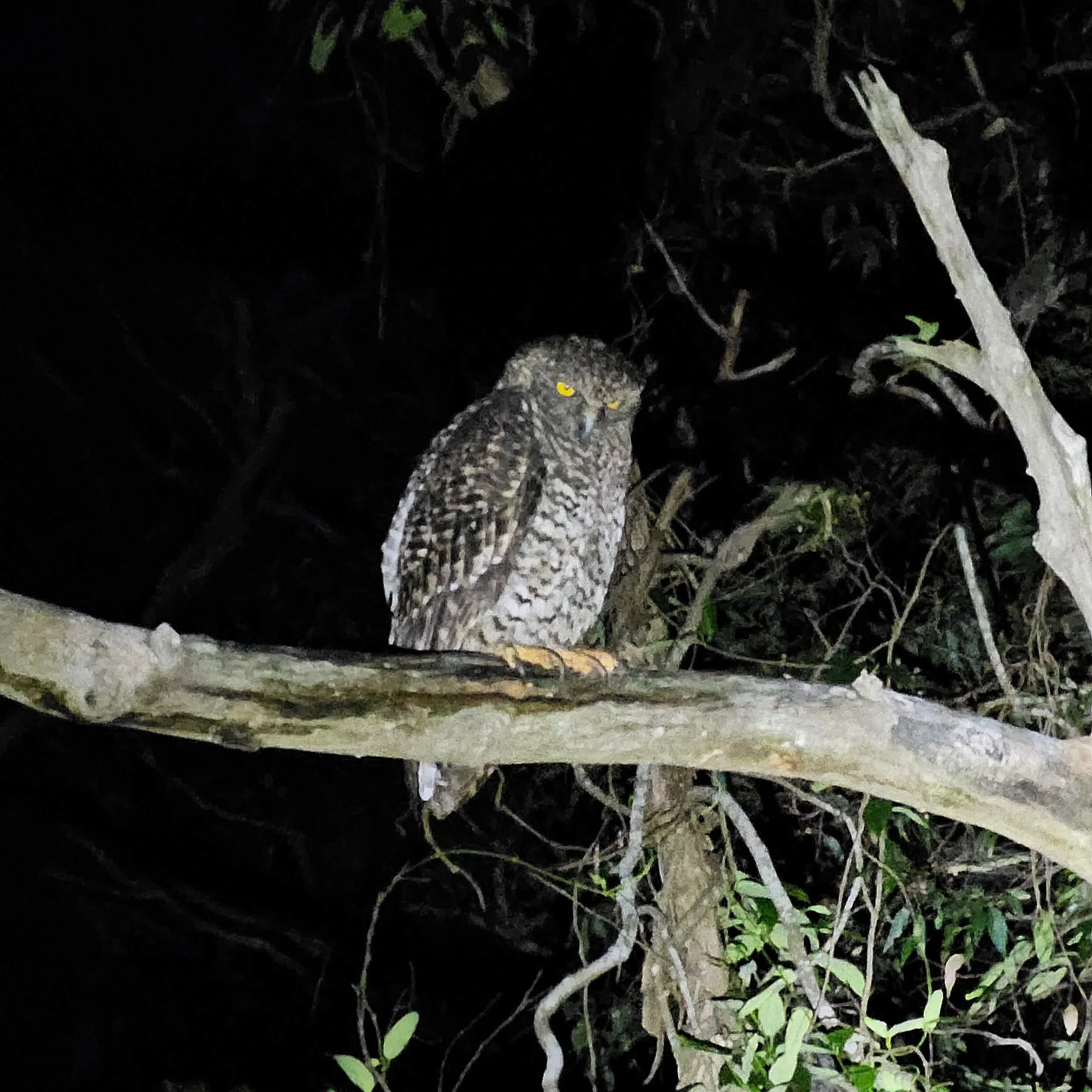 Powerful Owl (Ninox strenua). Targeted Threatened Flora and Fauna Surveys in the Central Coast, Sydney & Hunter Region (NSW). - BAM accredited ecological consultant.