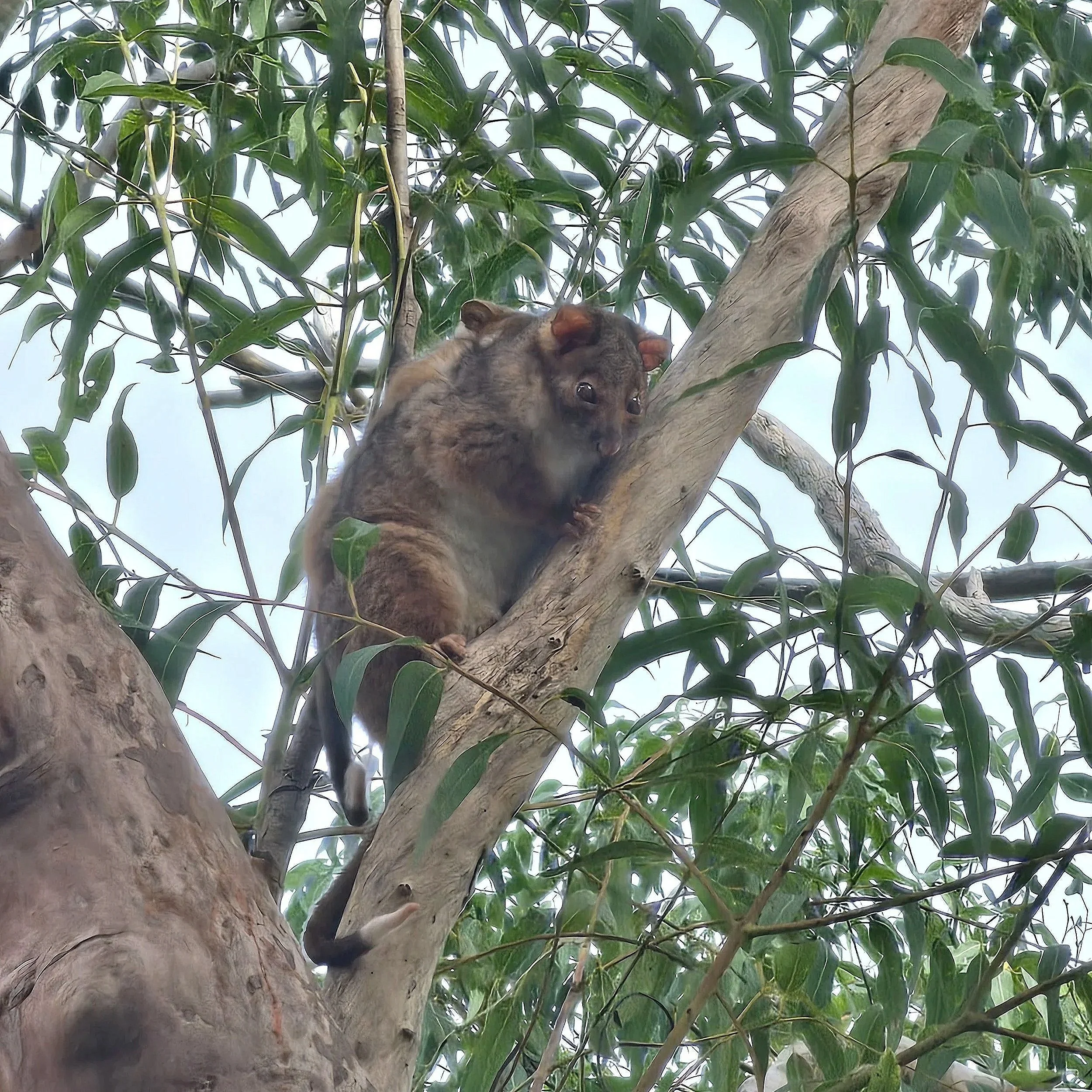 Ringtail possum (Pseudocheirus peregrinus) and baby.   Project ecologist overseeing habitat / hollow-bearing tree / vegetation removal and compliance in the Central Coast, Sydney & Hunter Region (NSW).