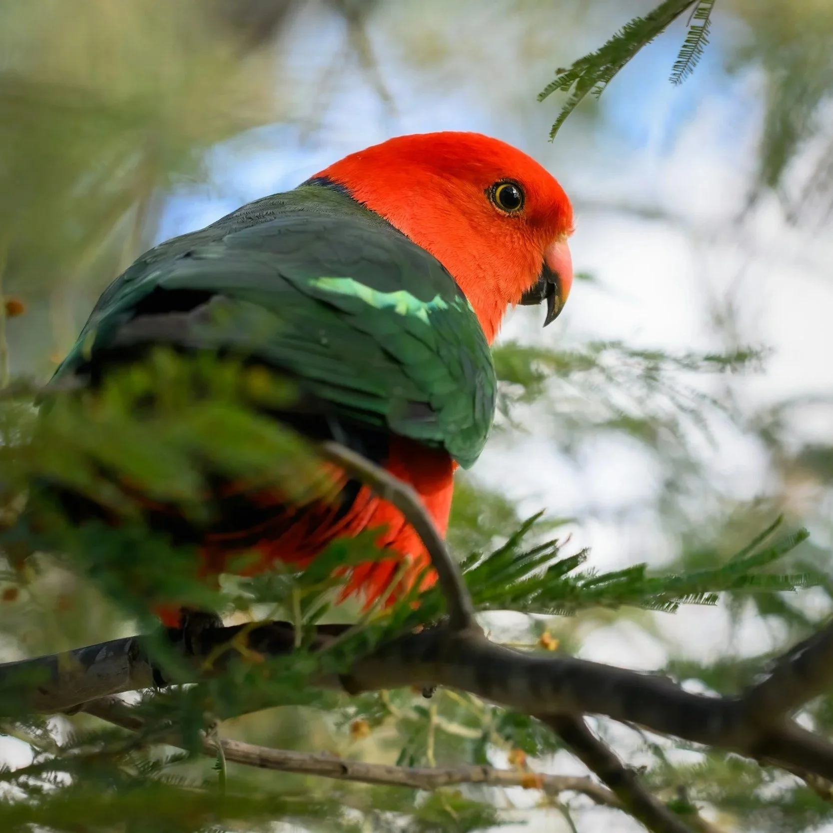 Kind parrot (Alisterus scapularis). BAM accredited ecological consultant undertaking a flora and fauna survey for a development site in the Central Coast, Sydney & Hunter Region (NSW). Environmental Constraints Assessment (ECA)