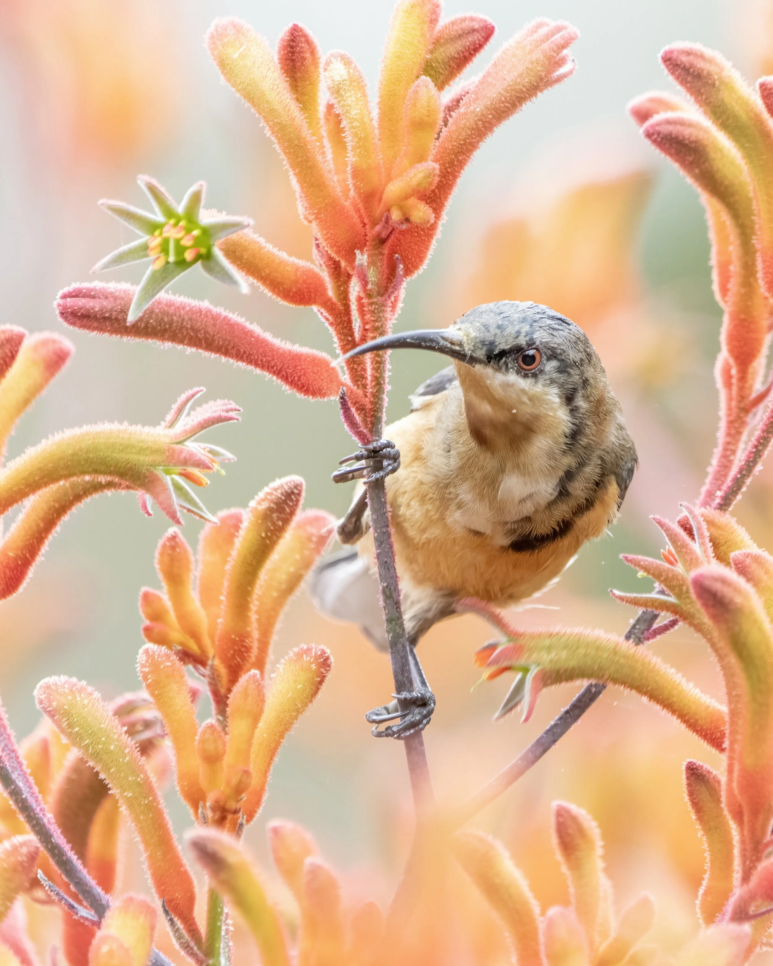 Eastern Spinebill 42.jpeg