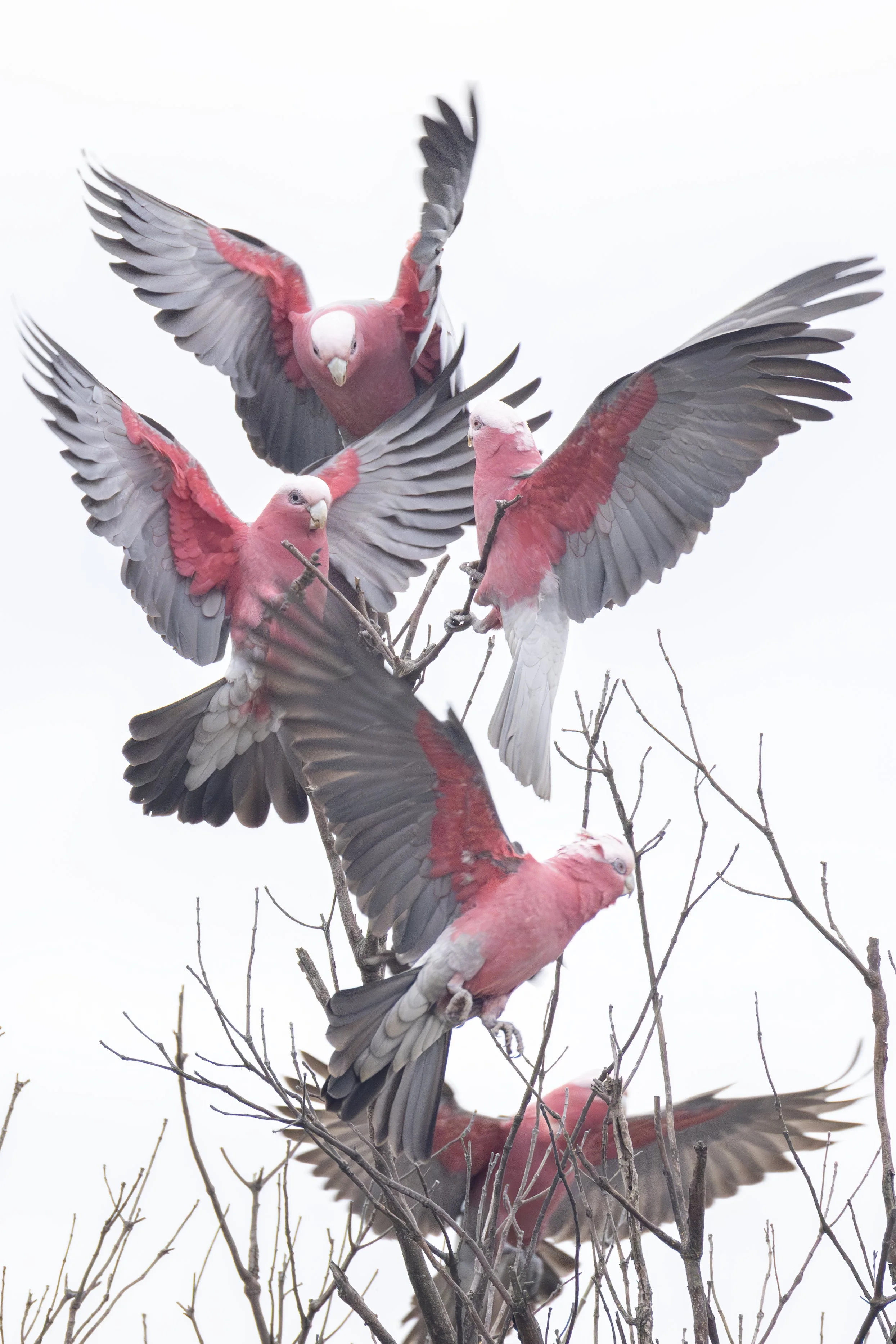 Galahs 11.jpeg