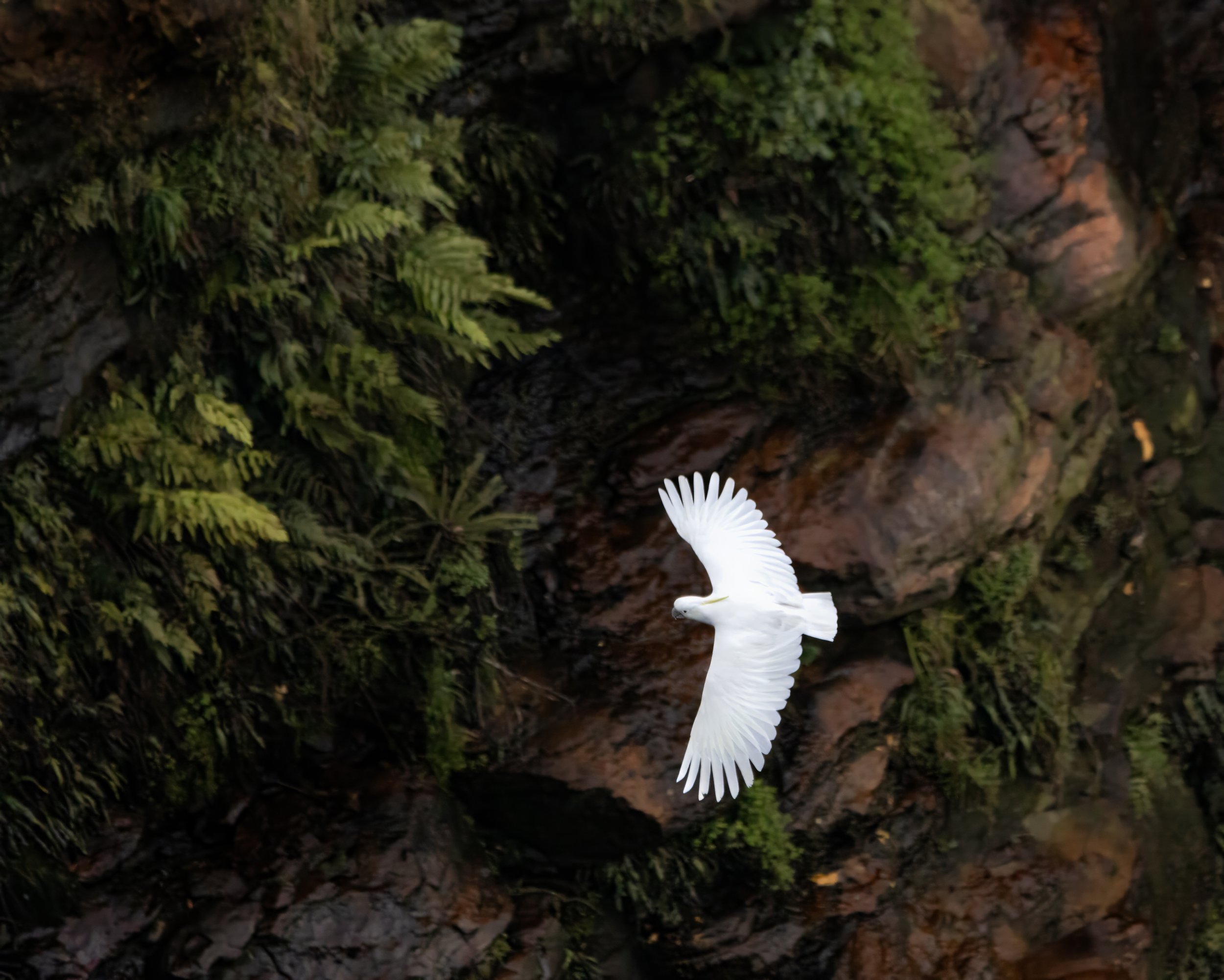Cockatoo 27.jpeg