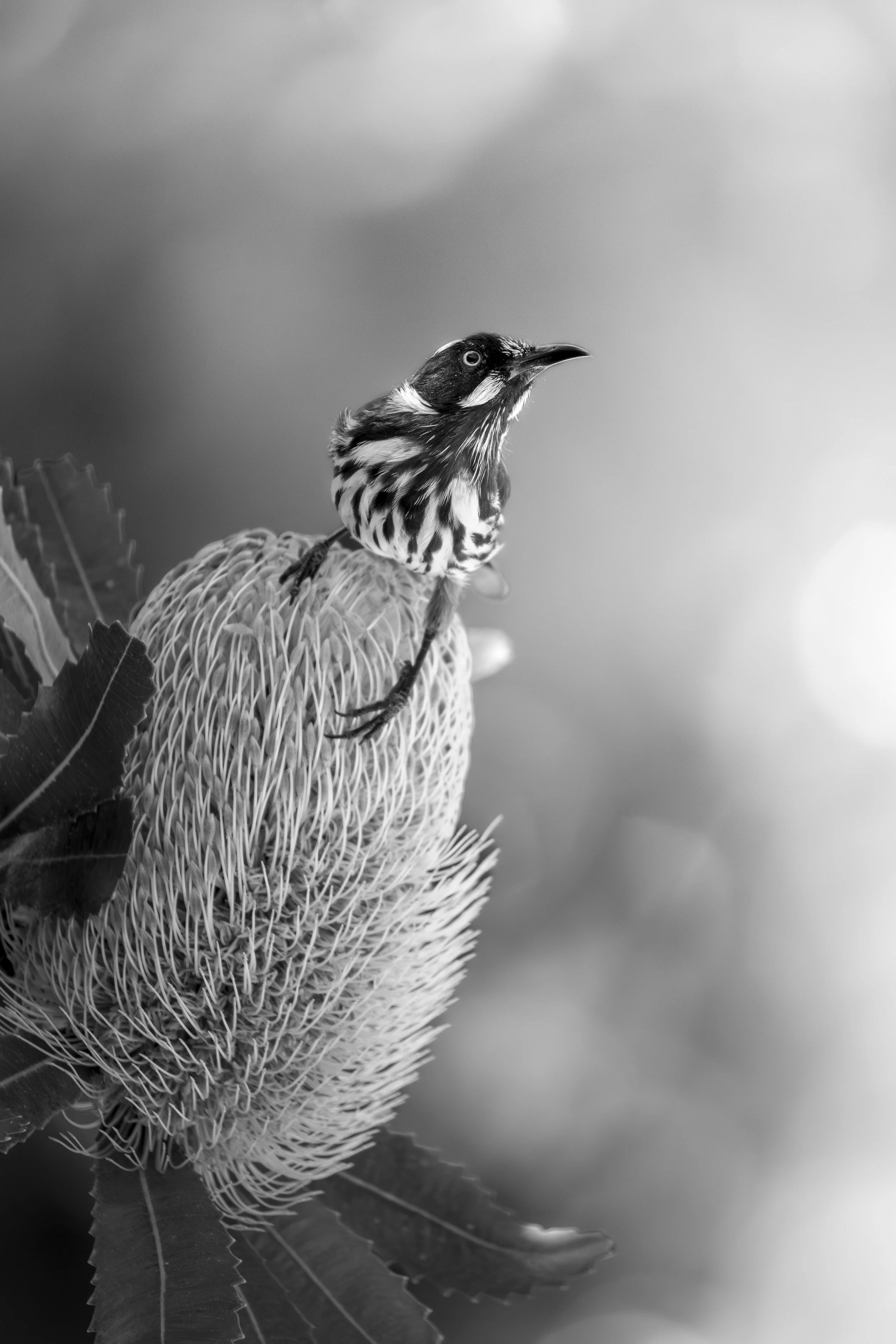 New Holland Honeyeater 52B.jpeg