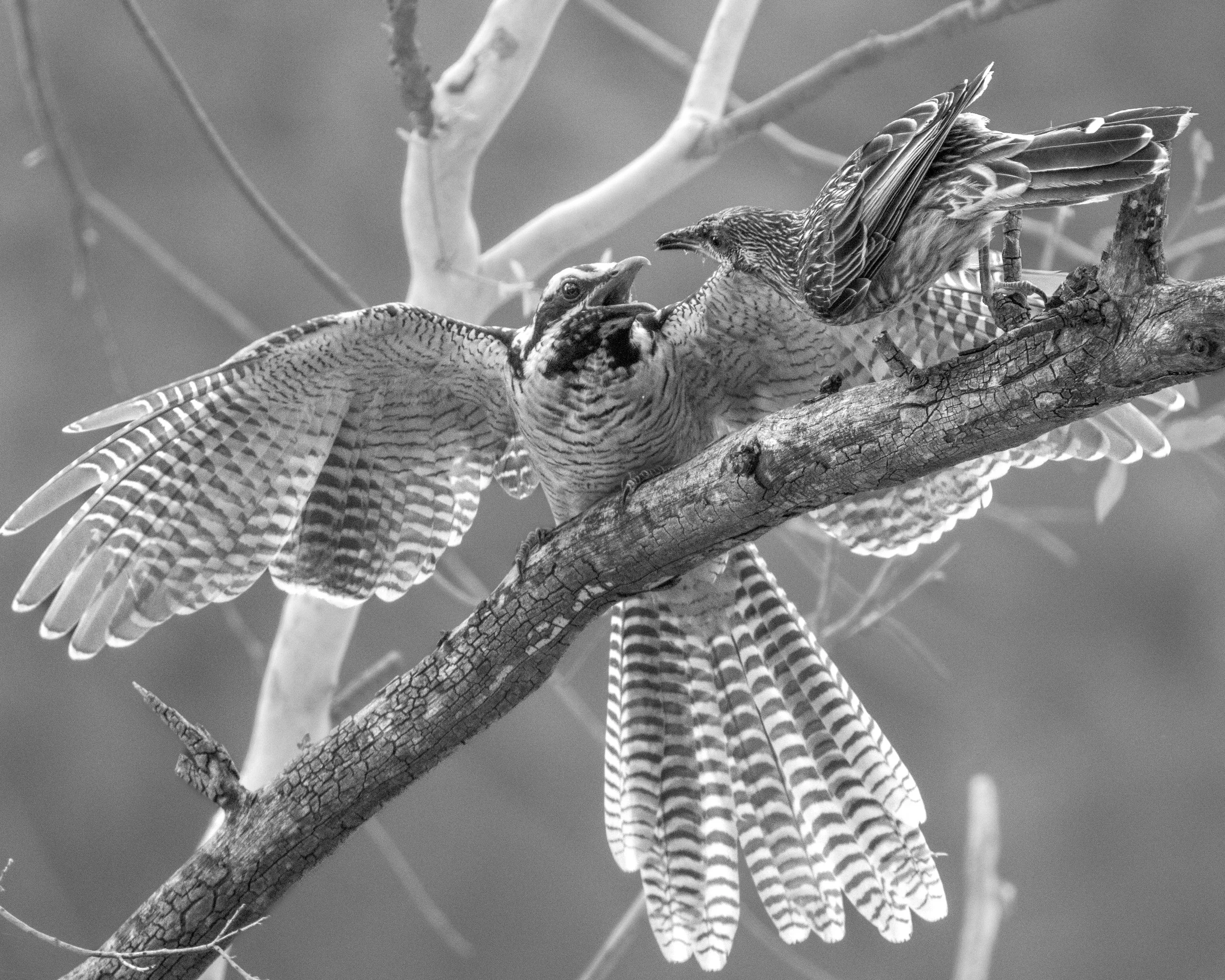 Koel and Wattlebird 9.jpeg