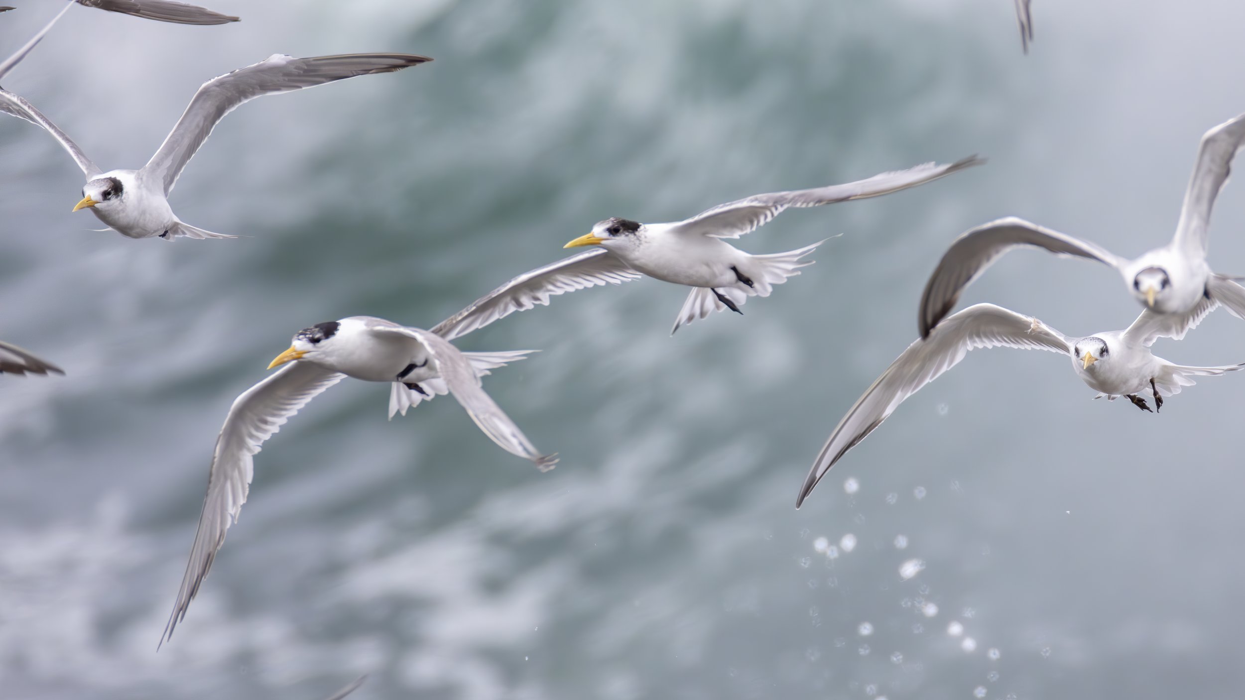 Terns 6.jpeg