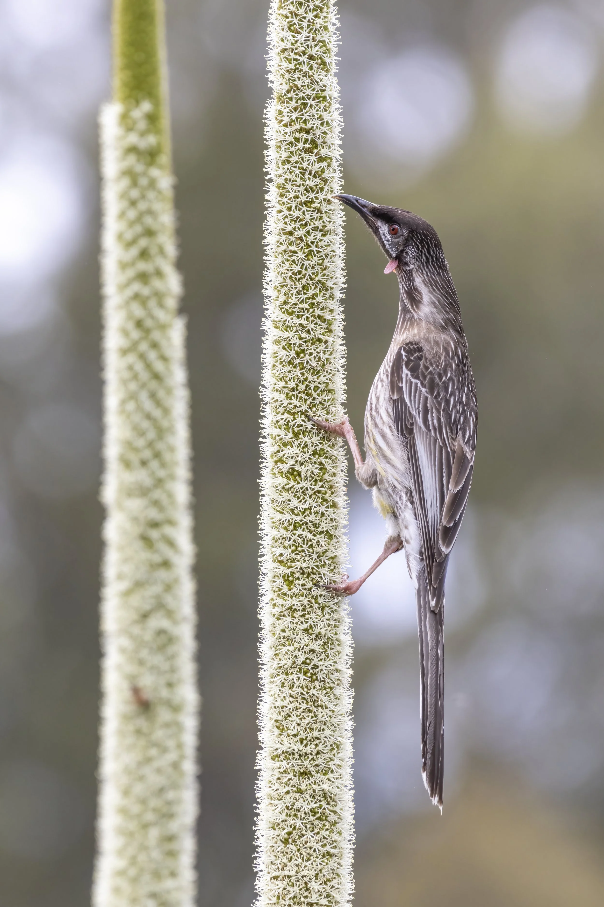 Red Wattle Bird 41.jpeg