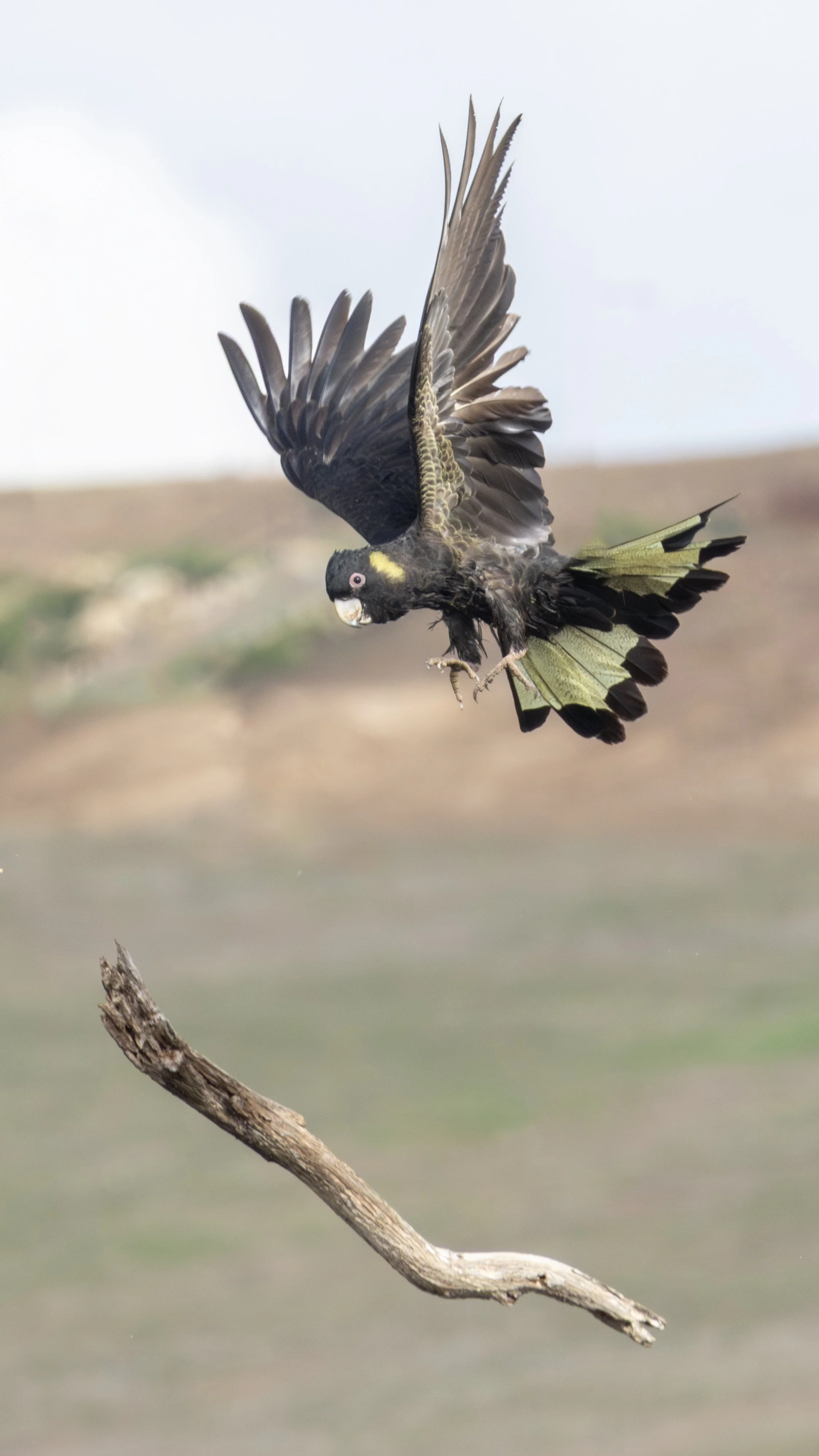 Yellow-tail Black Cockatoo 11B.jpeg