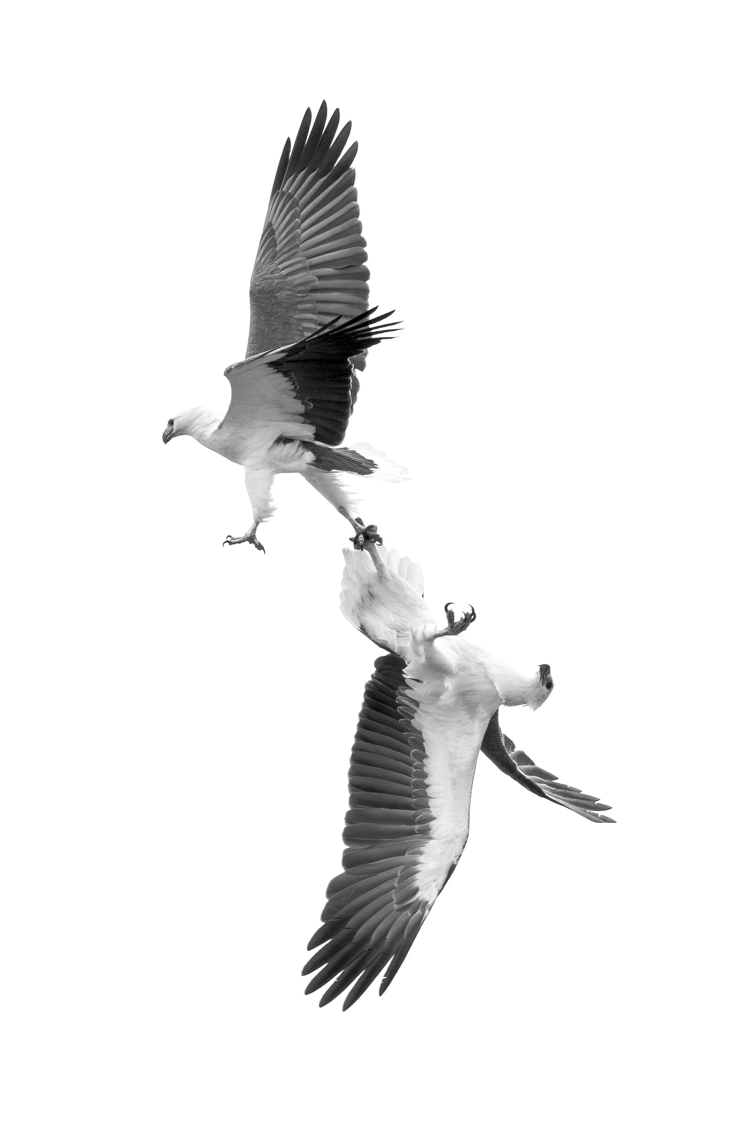 White-Bellied Sea Eagles 3B.jpeg