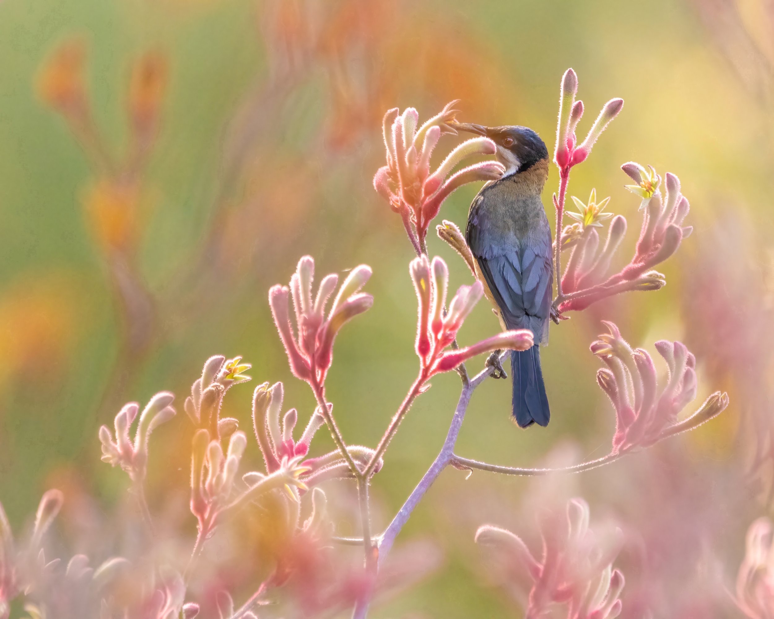 Eastern Spinebill 32C.jpeg