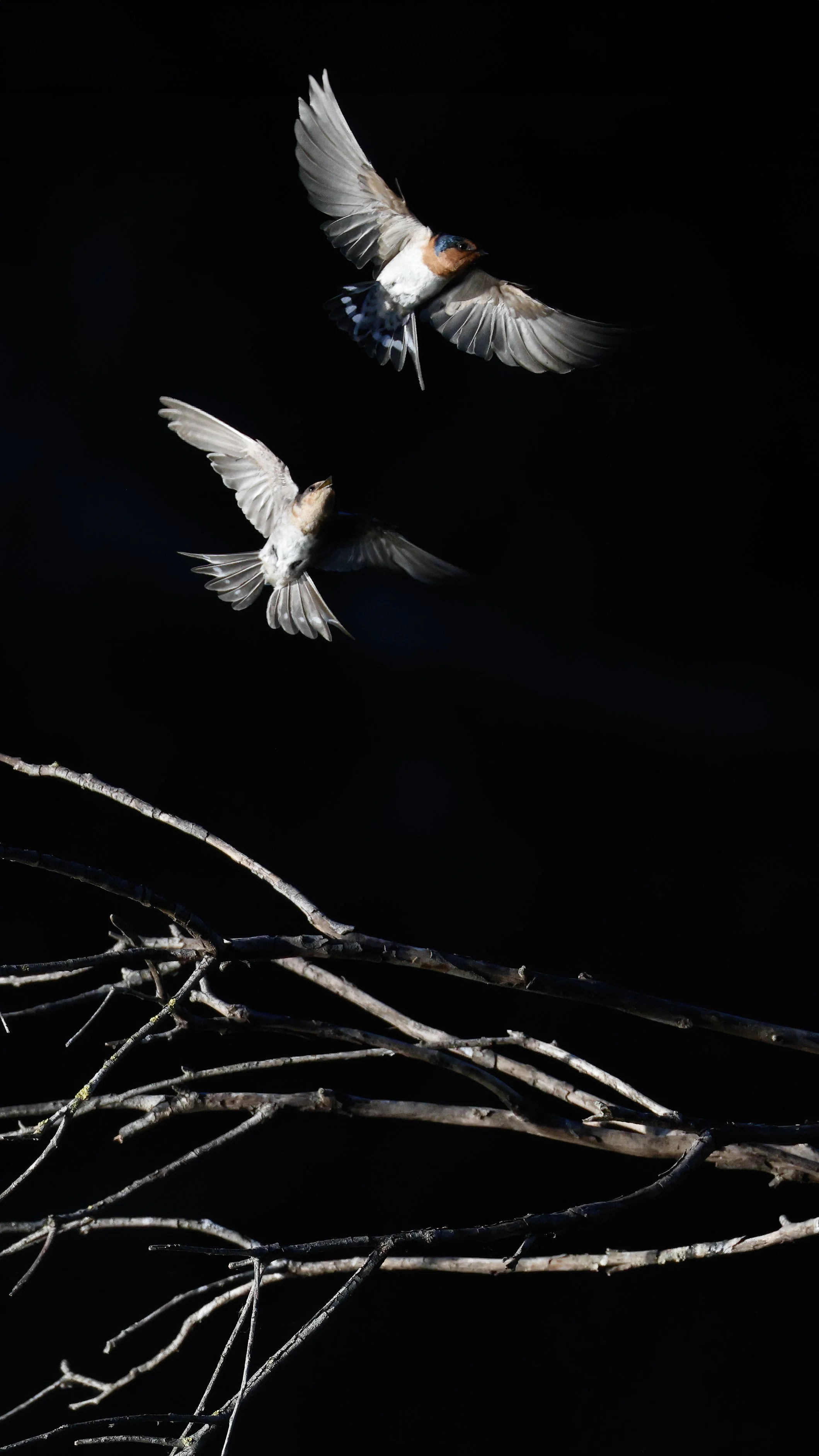 Welcome Swallows 3A.jpeg
