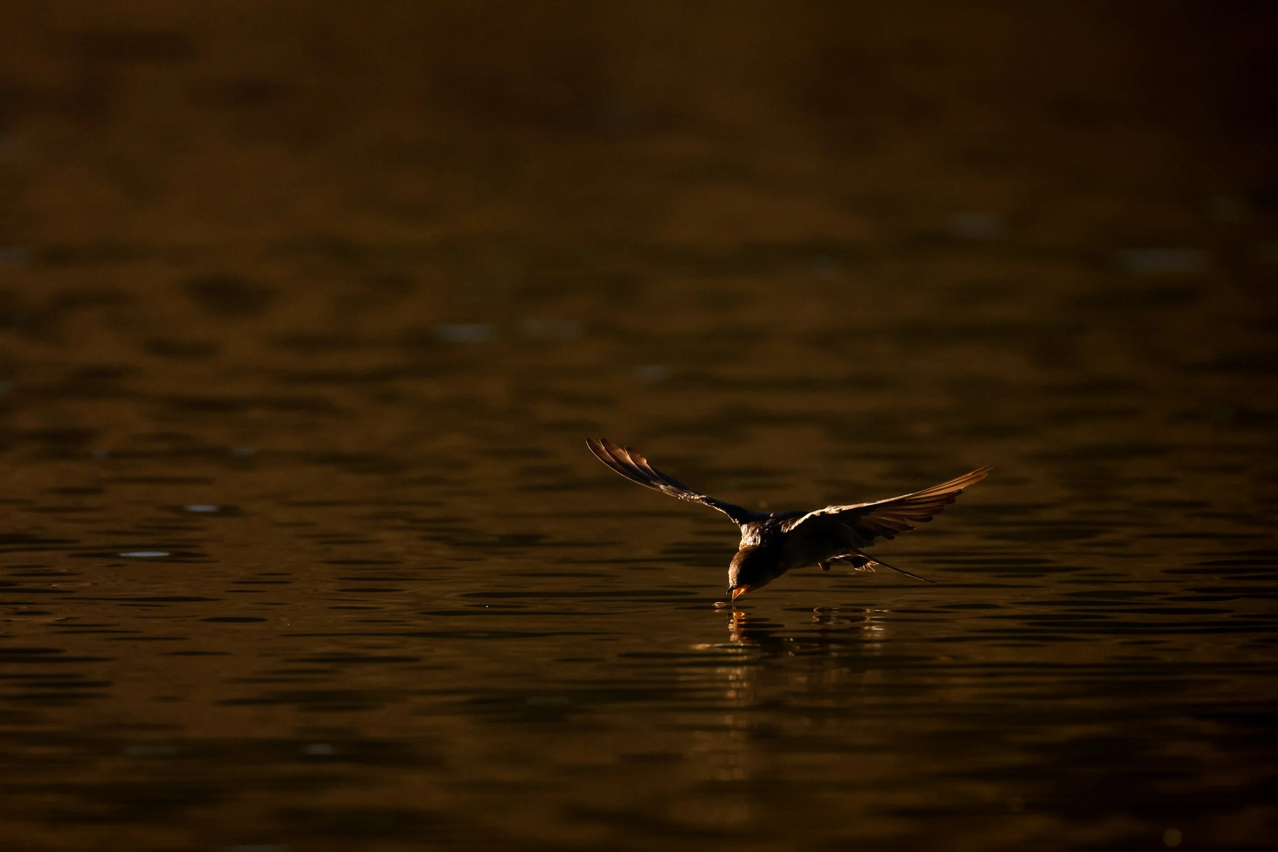 Welcome Swallow 26.jpeg