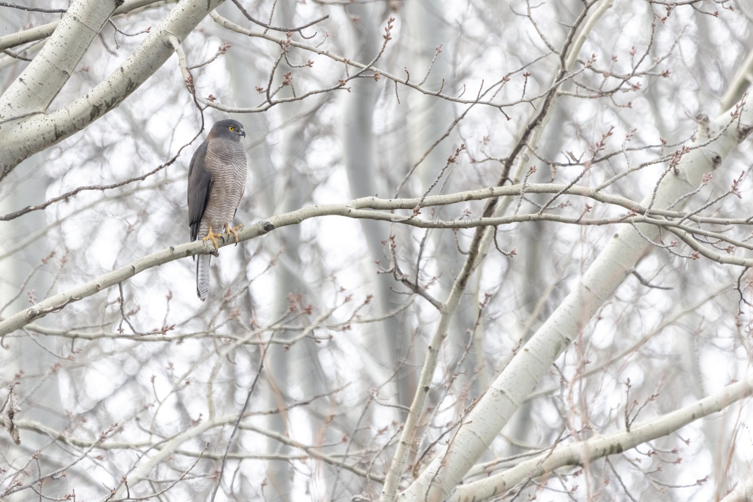 Collared Sparrowhawk 2.jpeg