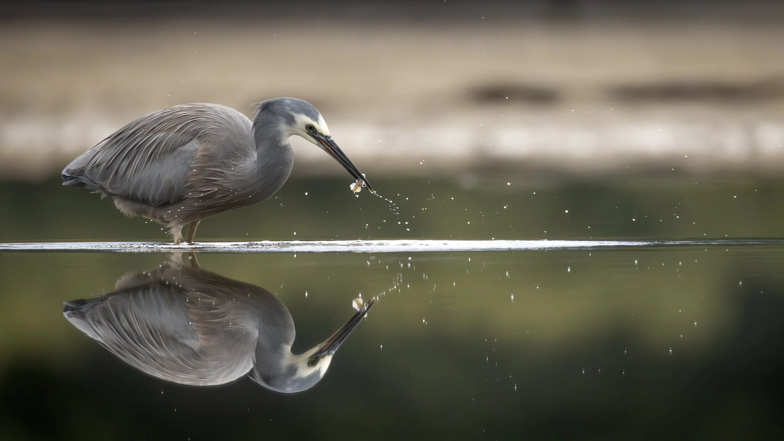 White-Faced Heron 14.jpeg