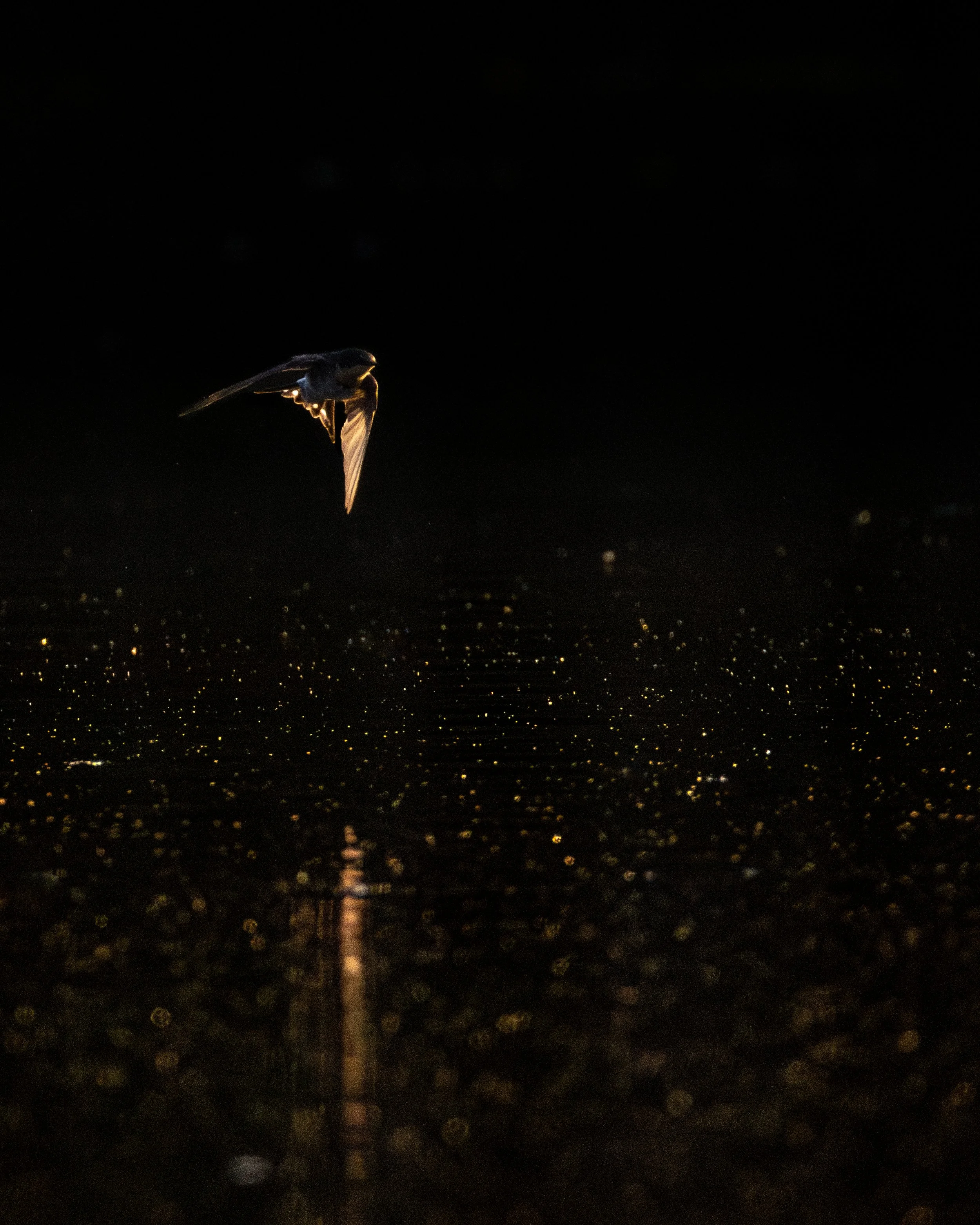 Wood Swallow 2.jpeg