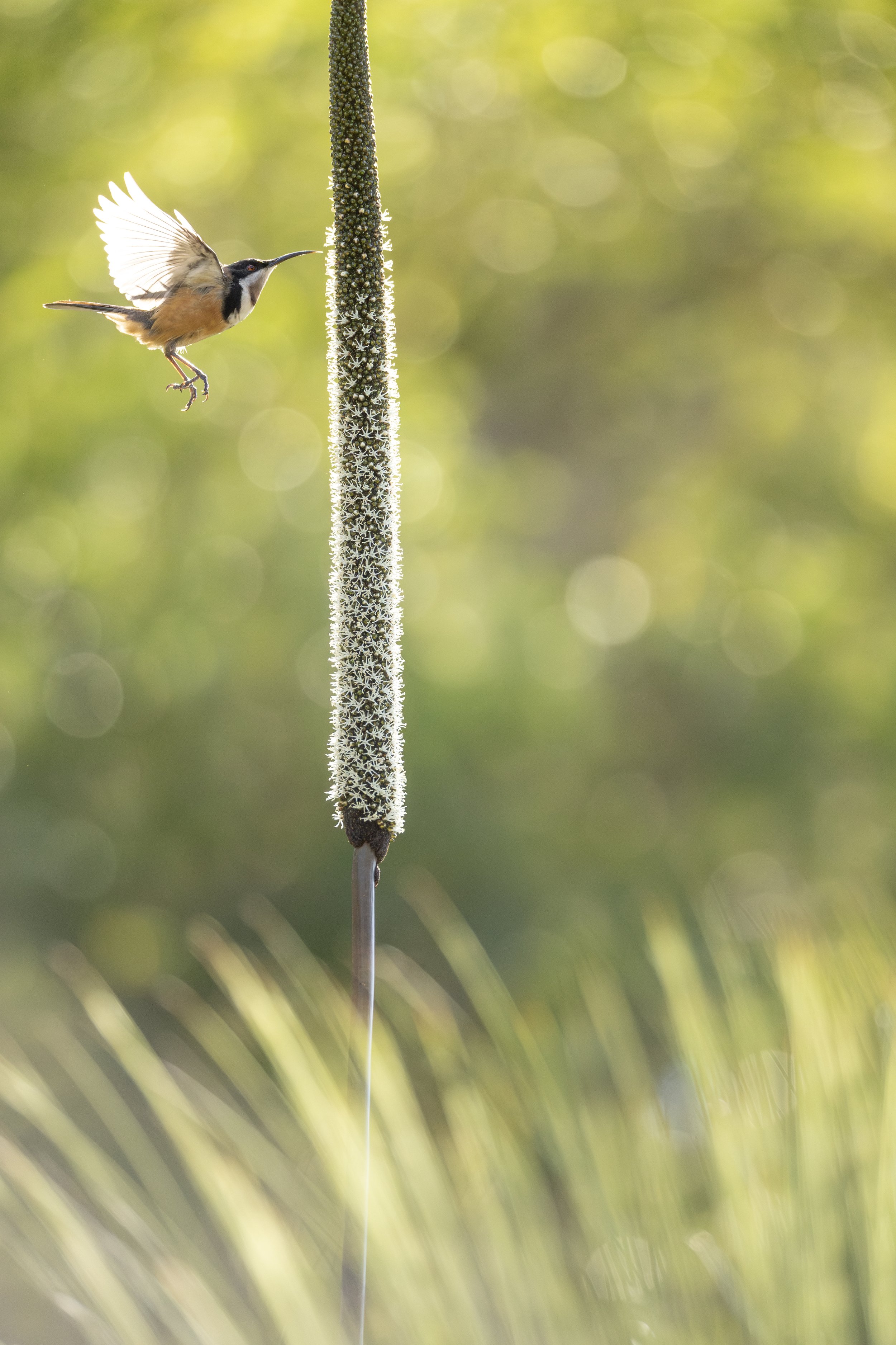 Eastern Spinebill 68.jpeg