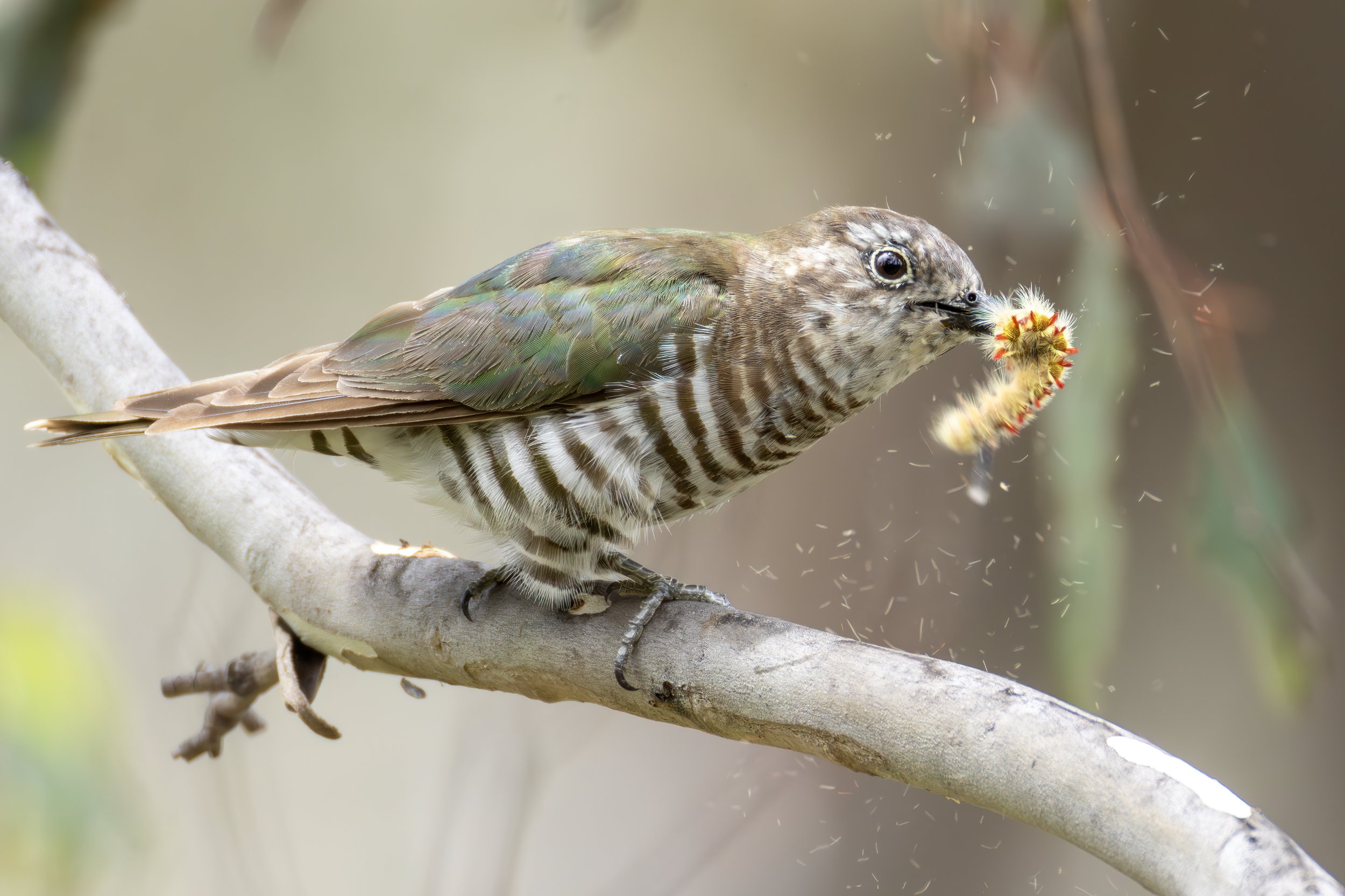 Horsfield's Bronze-Cuckoo 5.jpeg