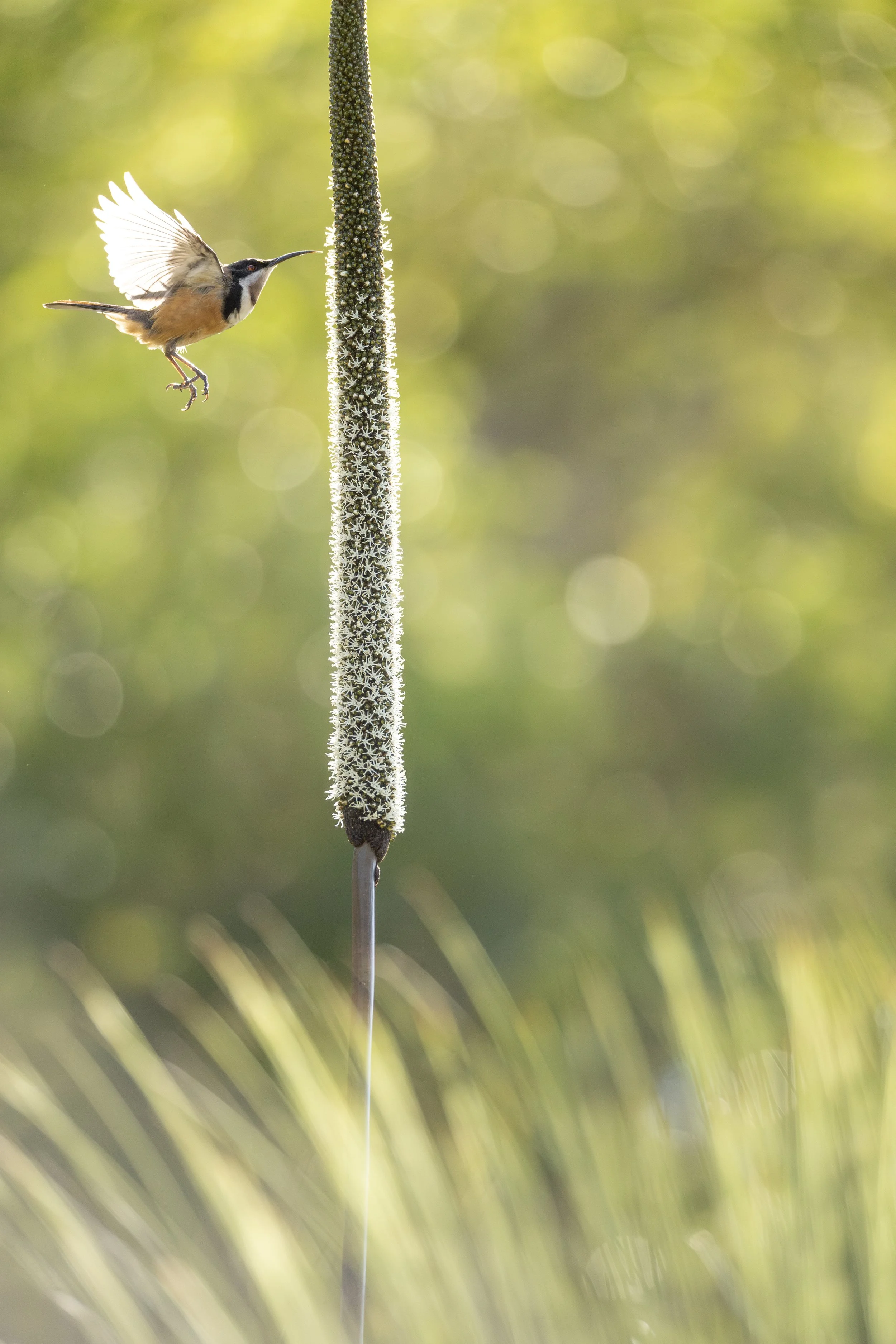 Eastern Spinebill 68.jpeg