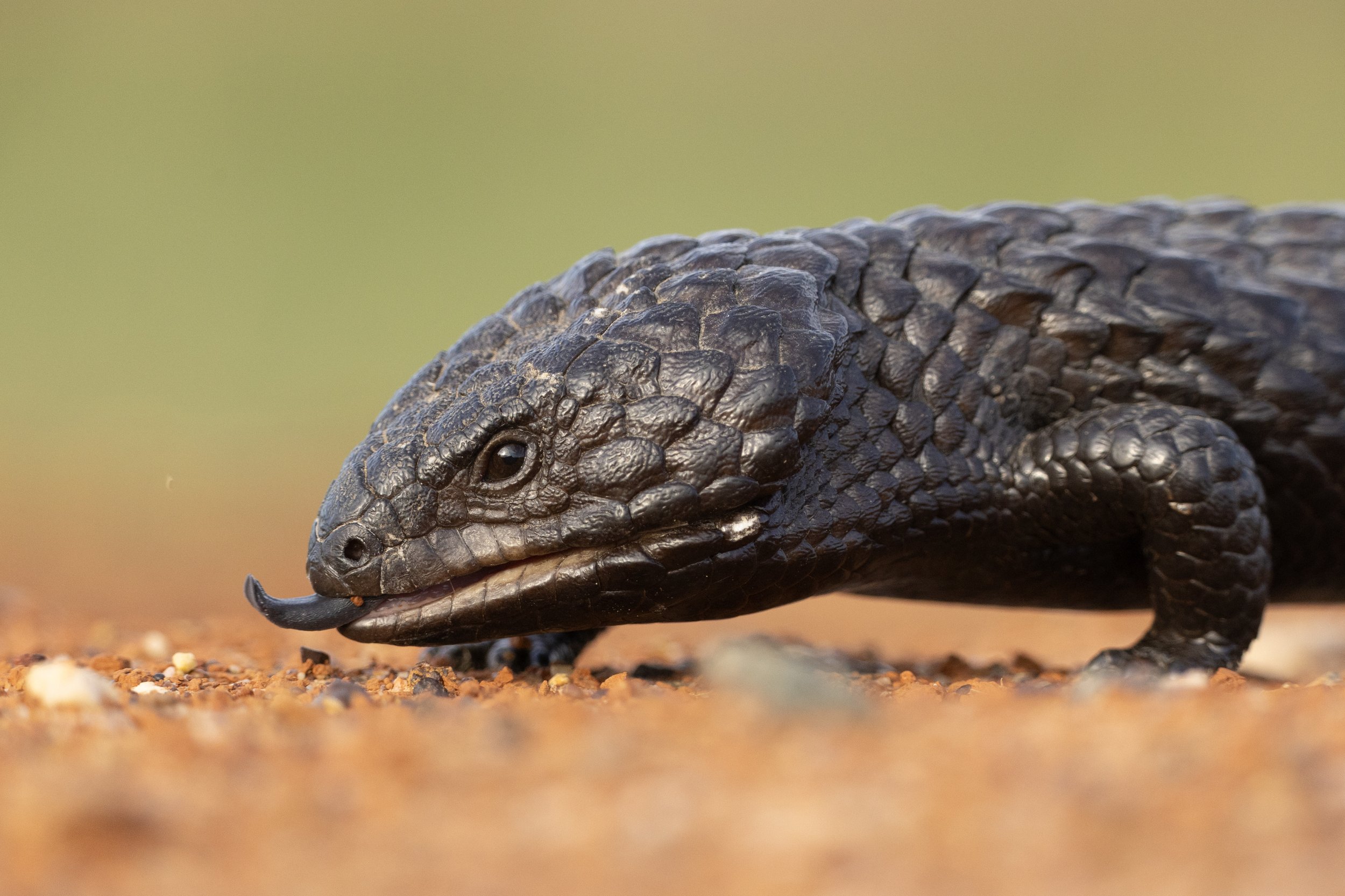 Shingleback 3.jpeg
