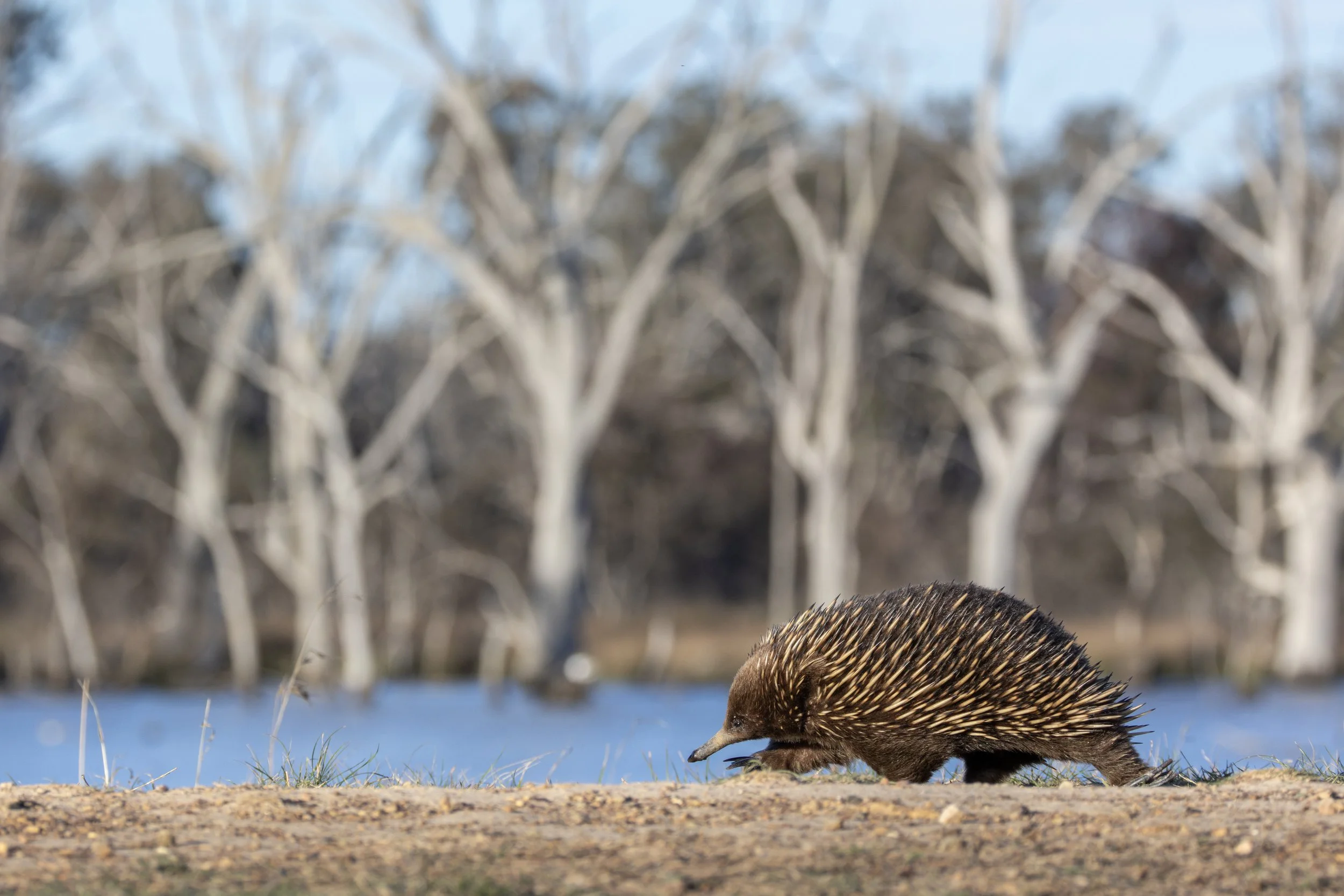 Echidna 4.jpeg