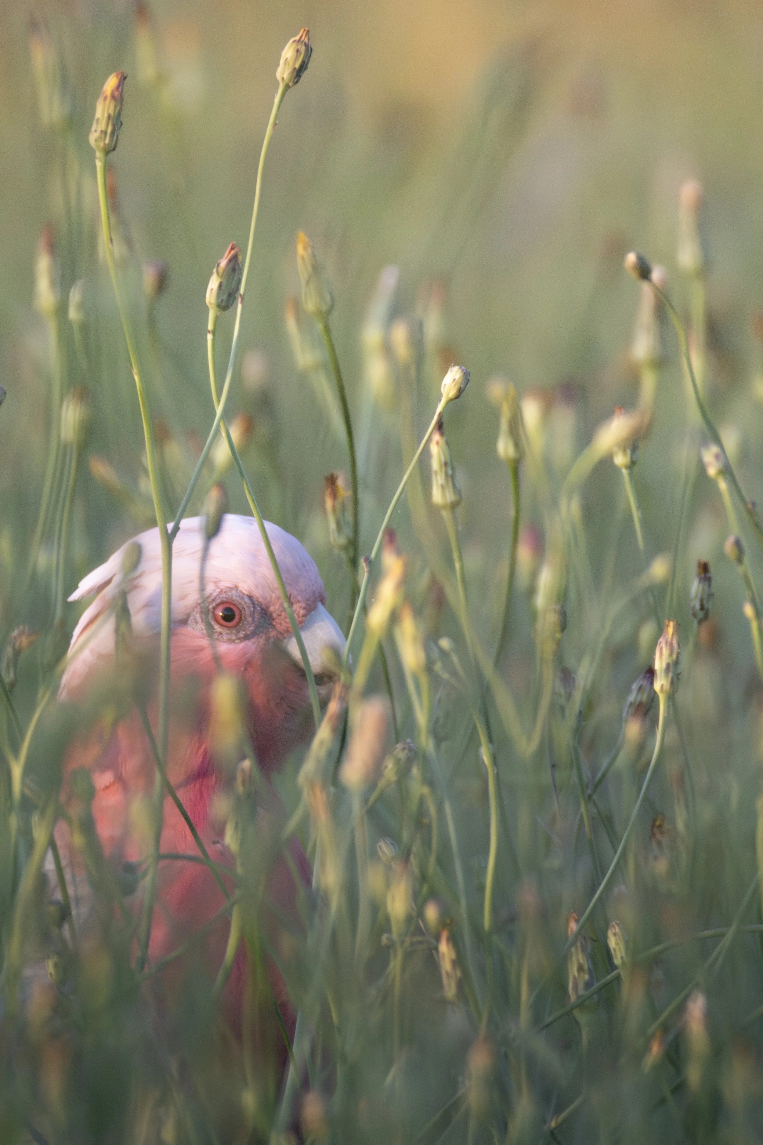 Galah 15.jpeg