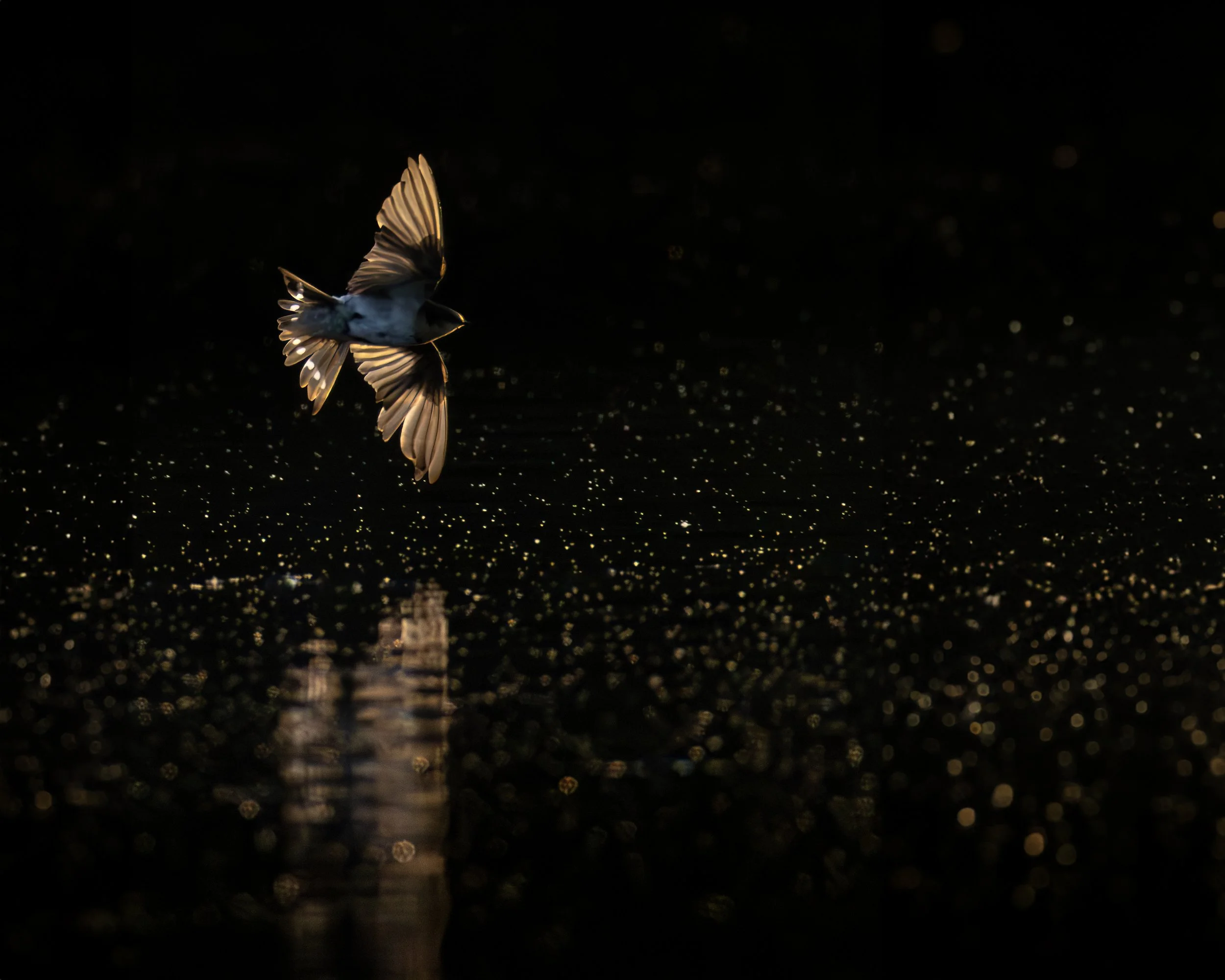 Wood Swallow 6B.jpeg