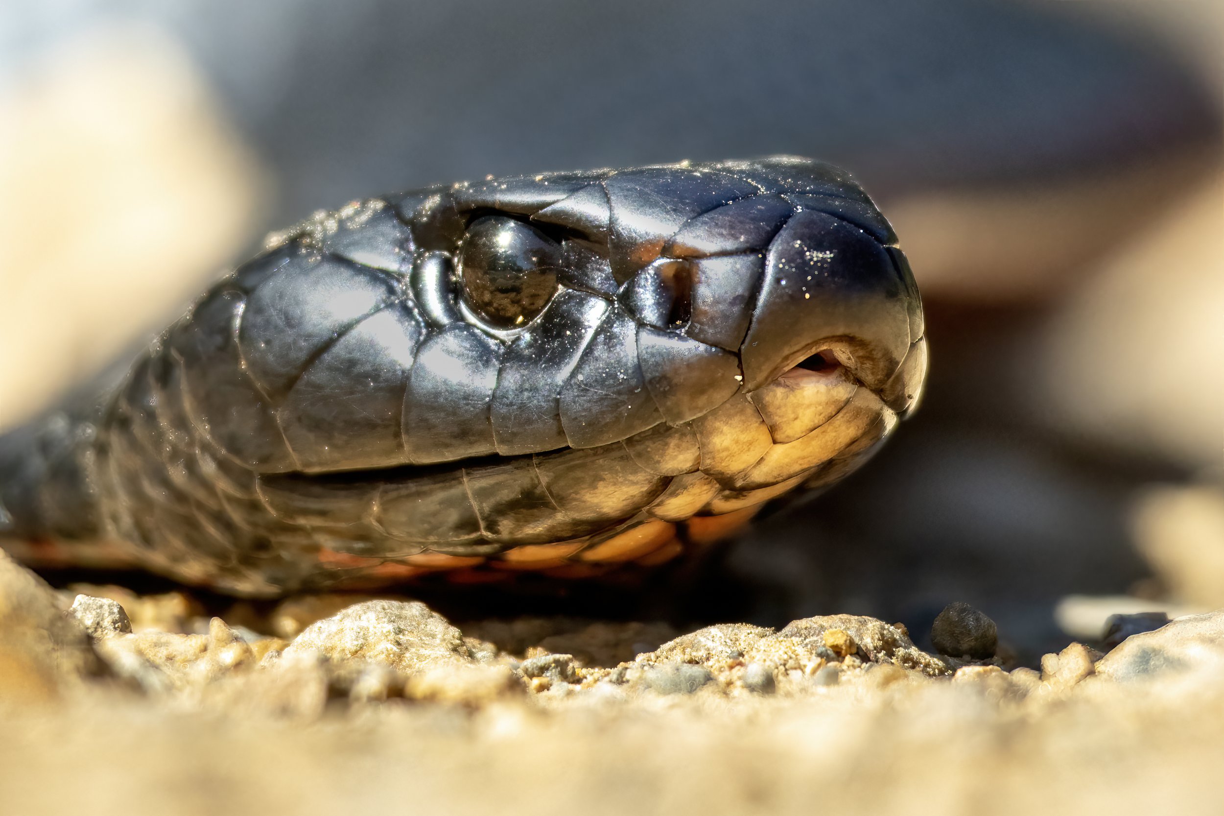 Red Belly Black Snake A.jpeg