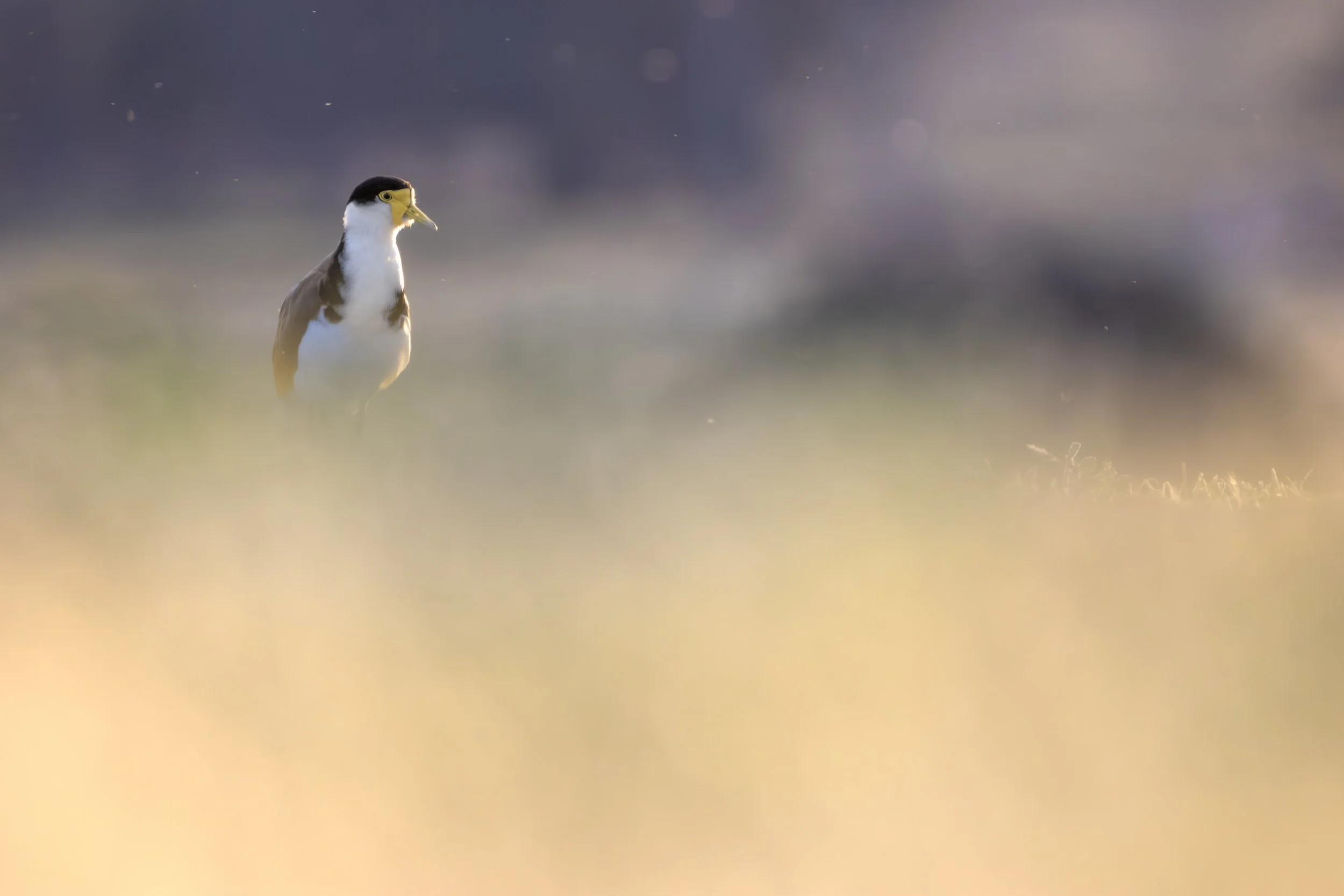 Masked Lapwing 8A.jpeg