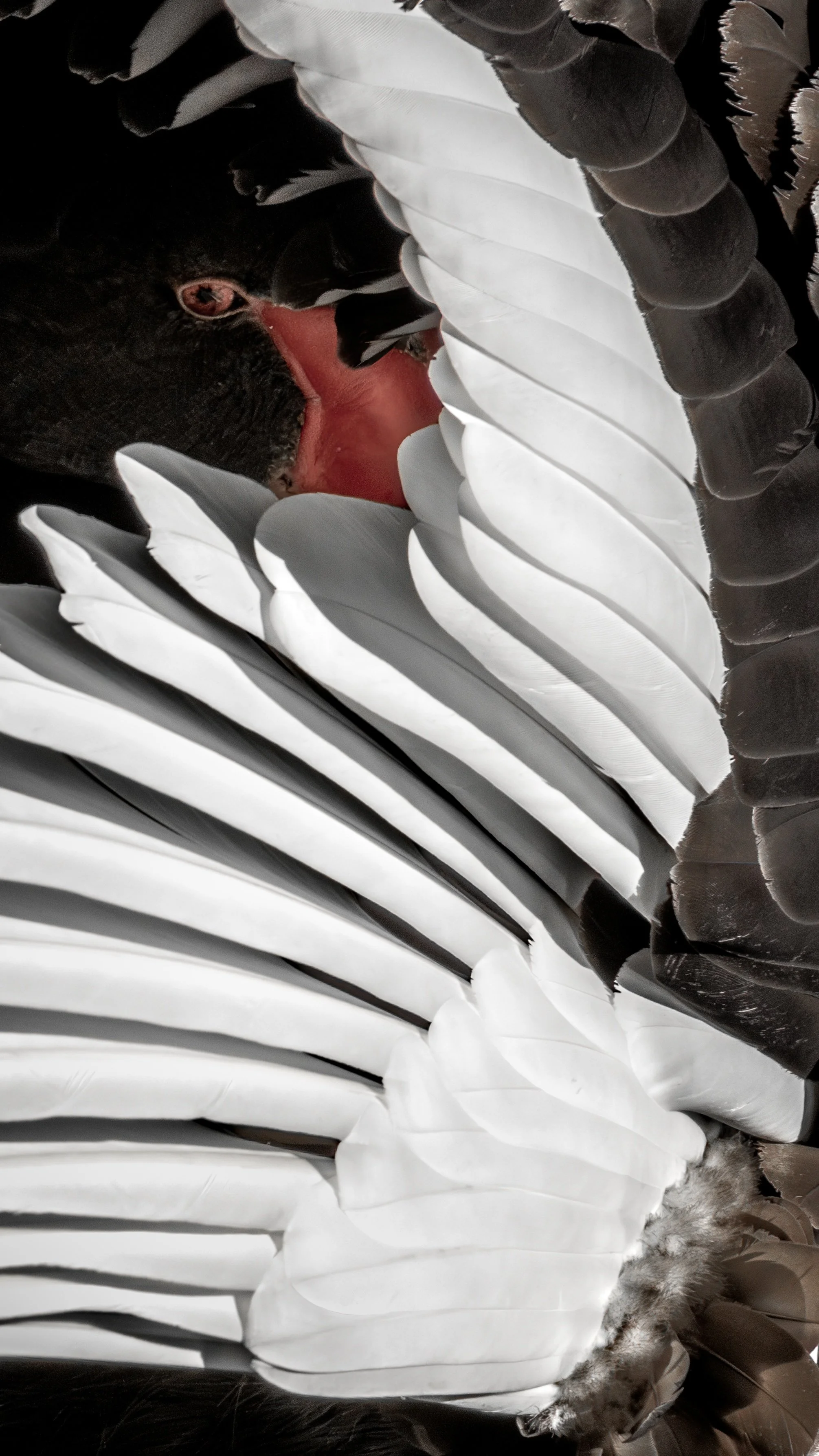 Black Swan 27A.jpeg