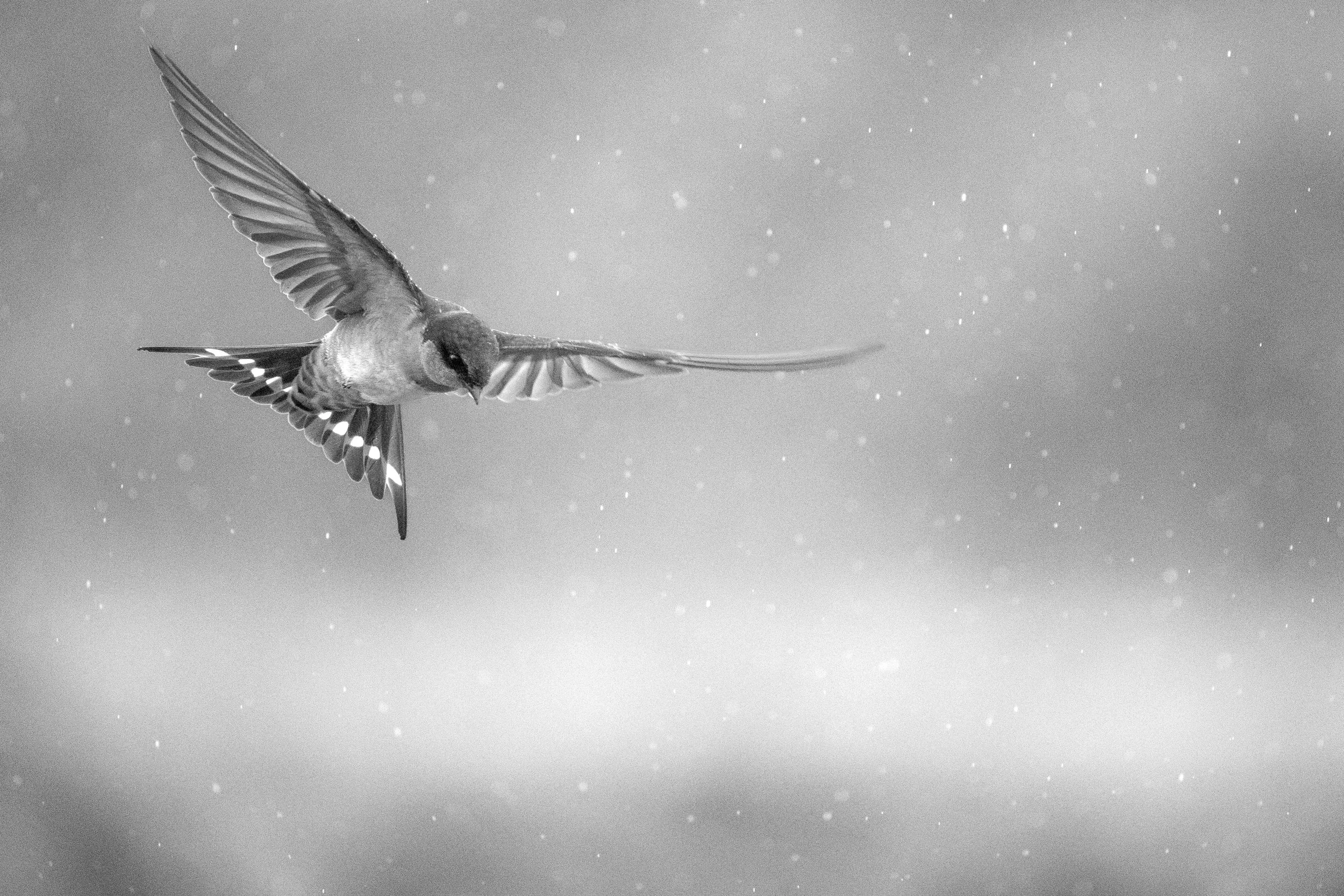 Welcome Swallow 52.jpeg