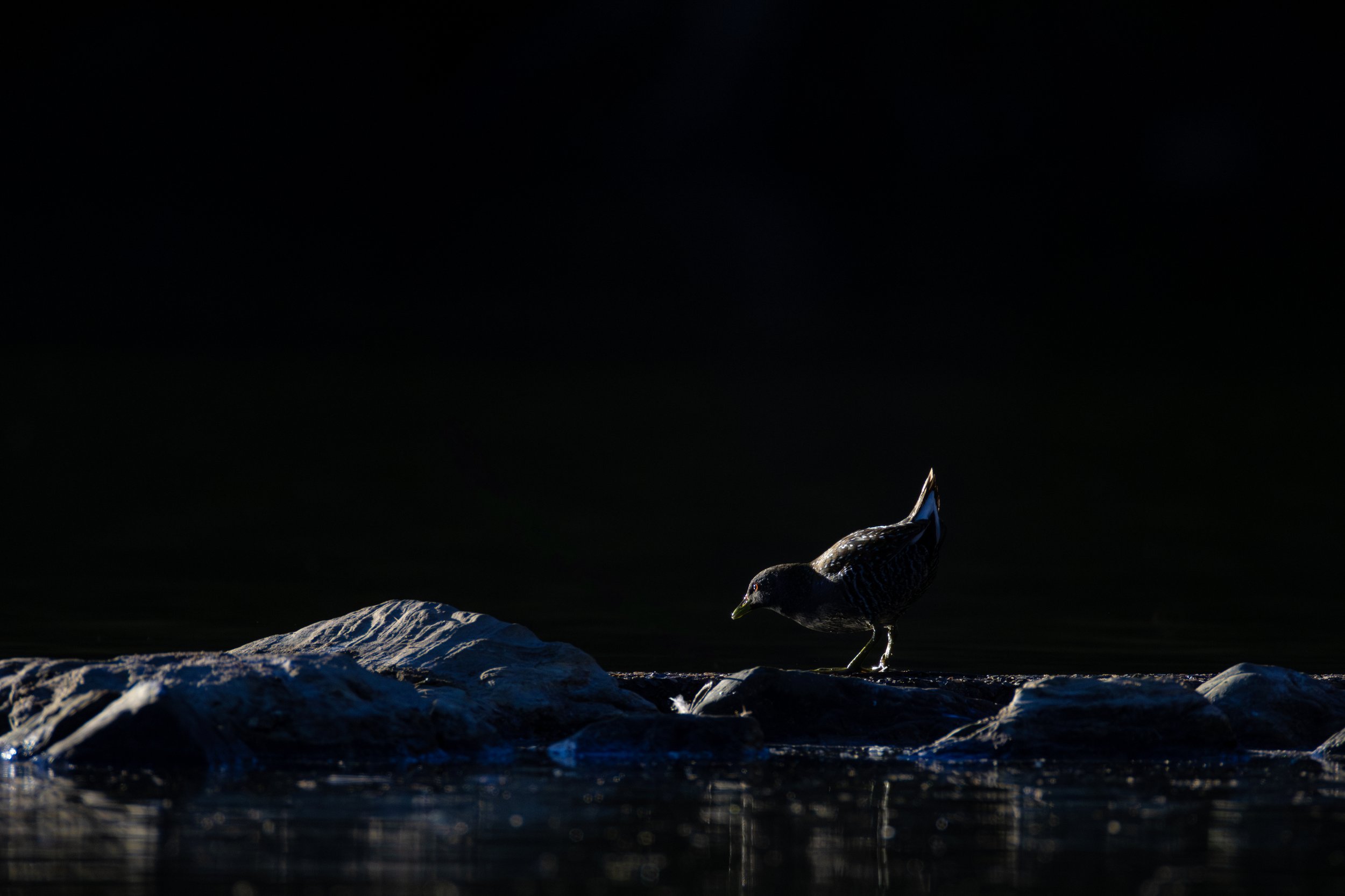 Spotted Crake.jpeg