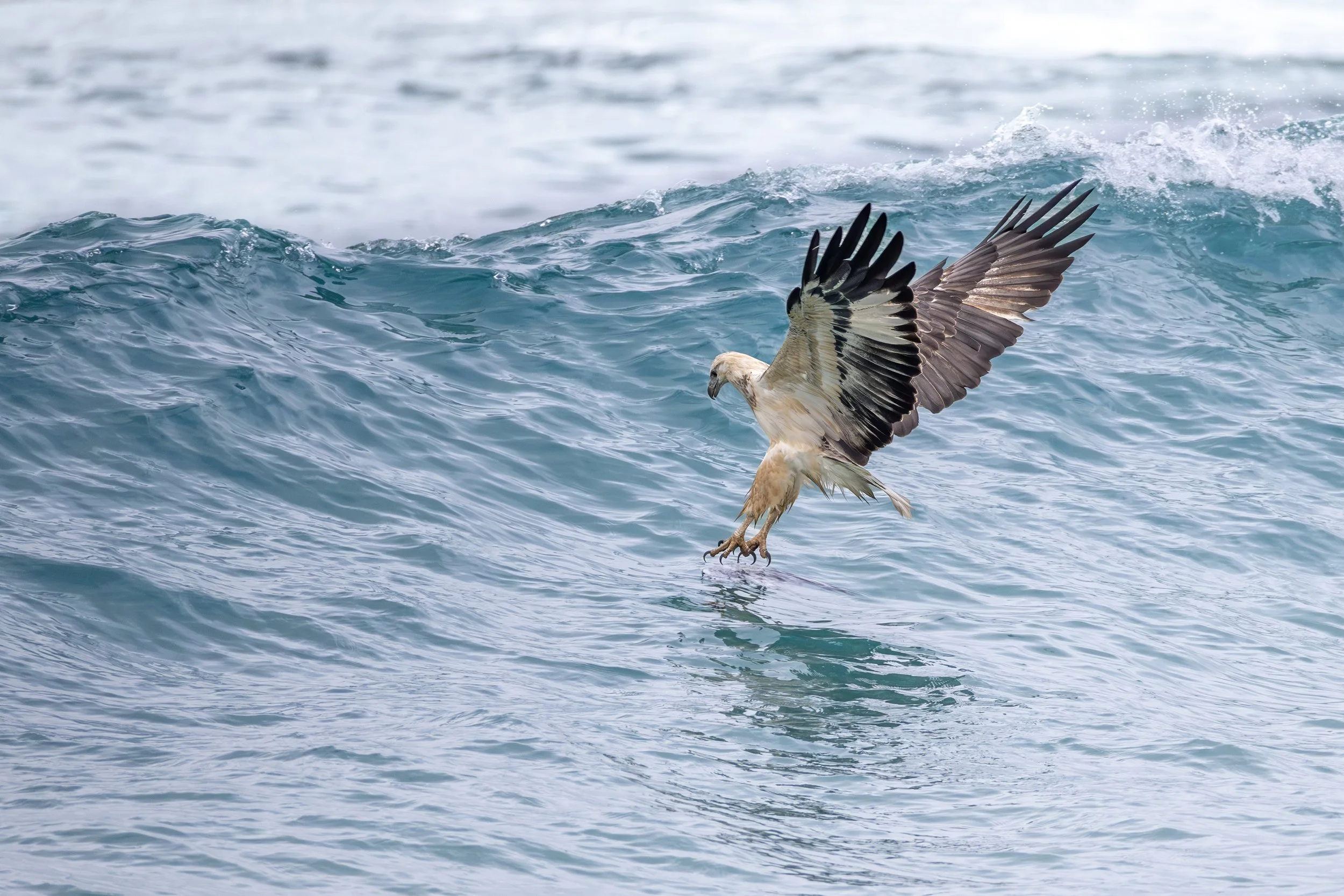 Sea Eagle 6.jpeg
